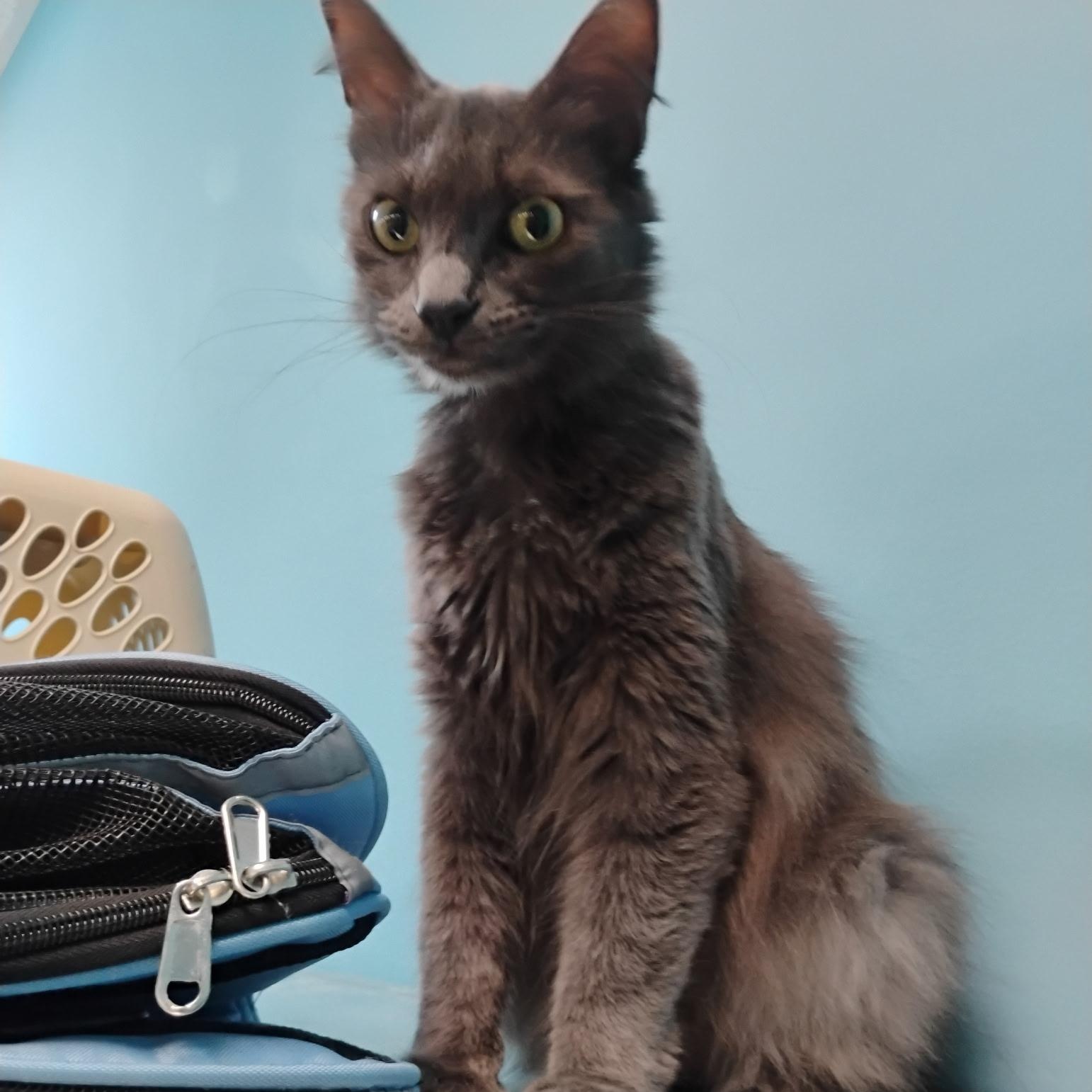Enlarge Tootie, an adopted Domestic Medium Hair in Clawson, MI image 2/2