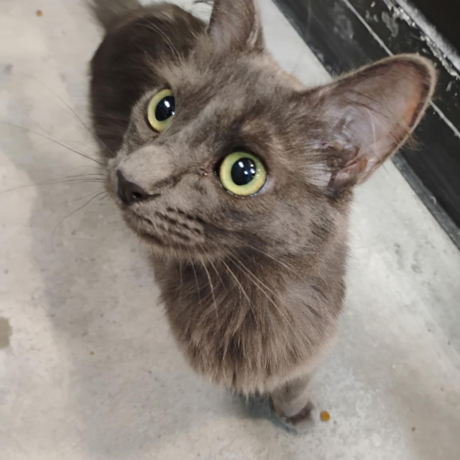 Tootie, adopted, Young Female Domestic Medium Hair.