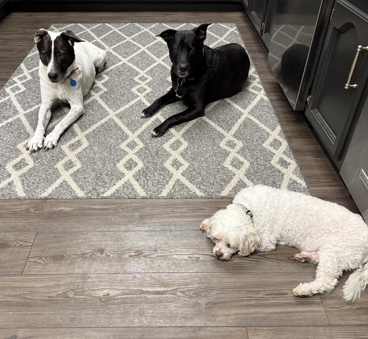 Enlarge Bear, a Adoptable mixed breed in San Francisco, CA image 2/6