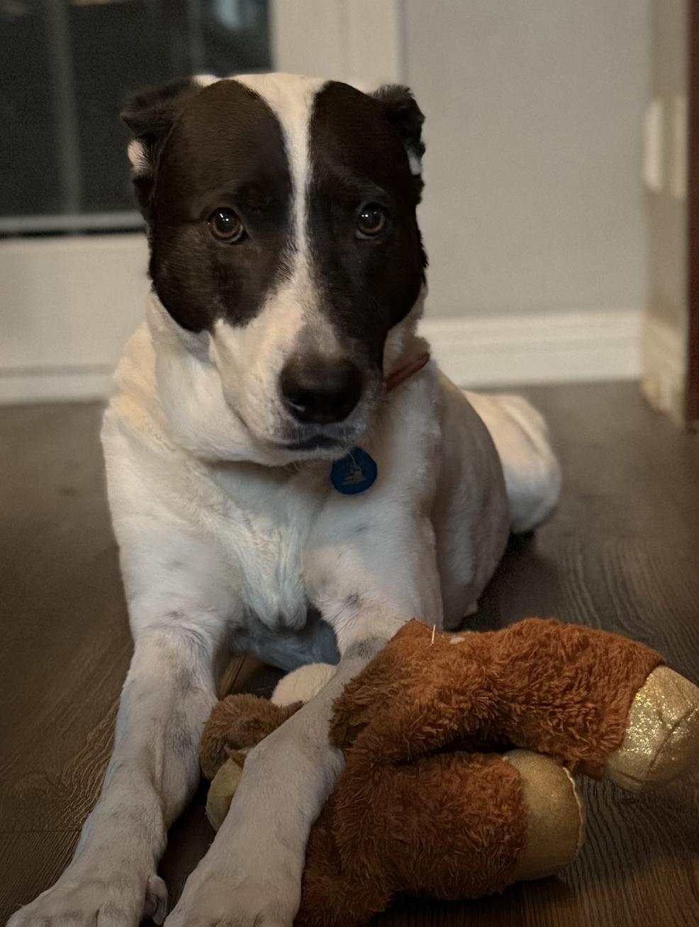 Enlarge Bear, a Adoptable mixed breed in San Francisco, CA image 3/6