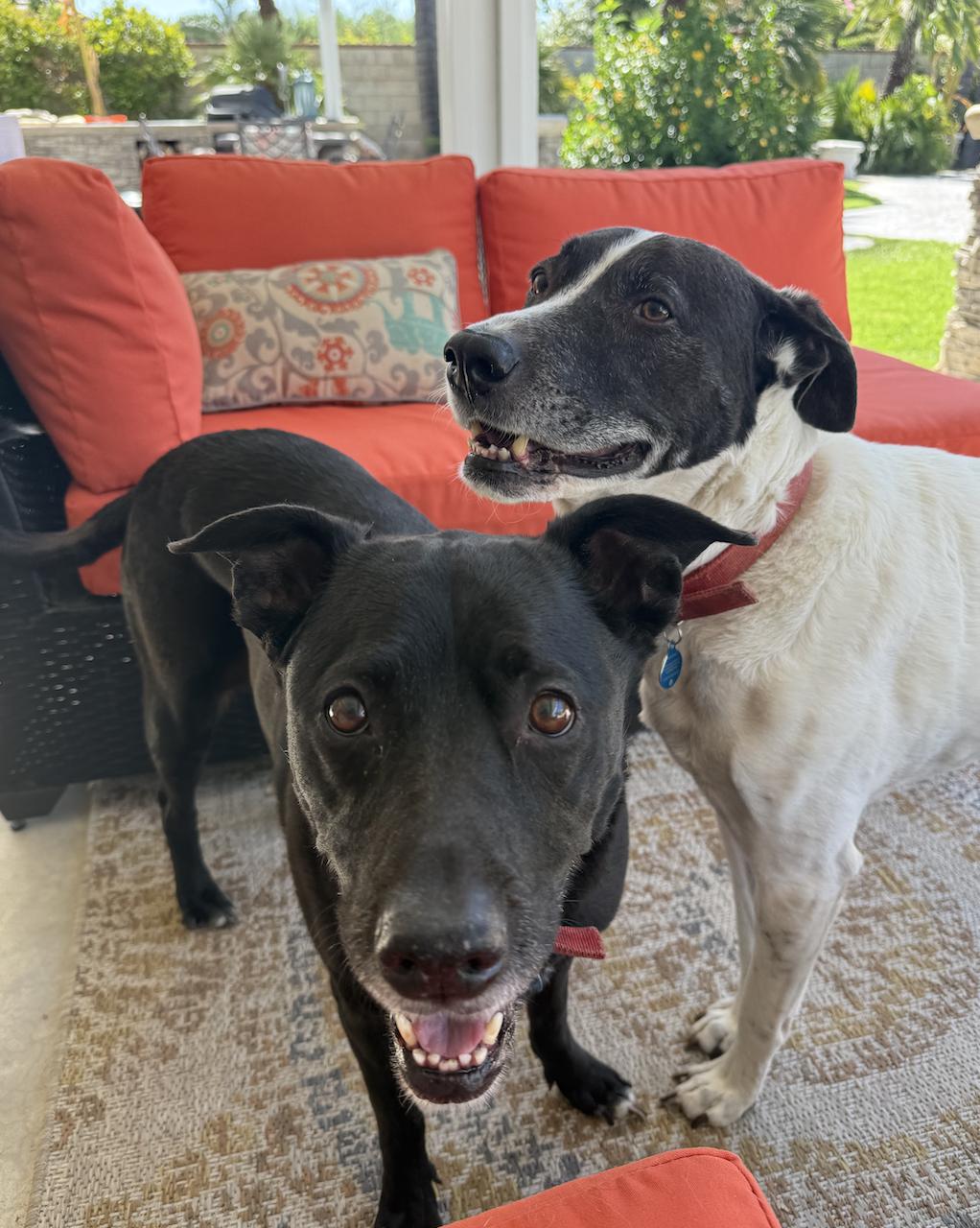 Enlarge Bear, a Adoptable mixed breed in San Francisco, CA image 4/6