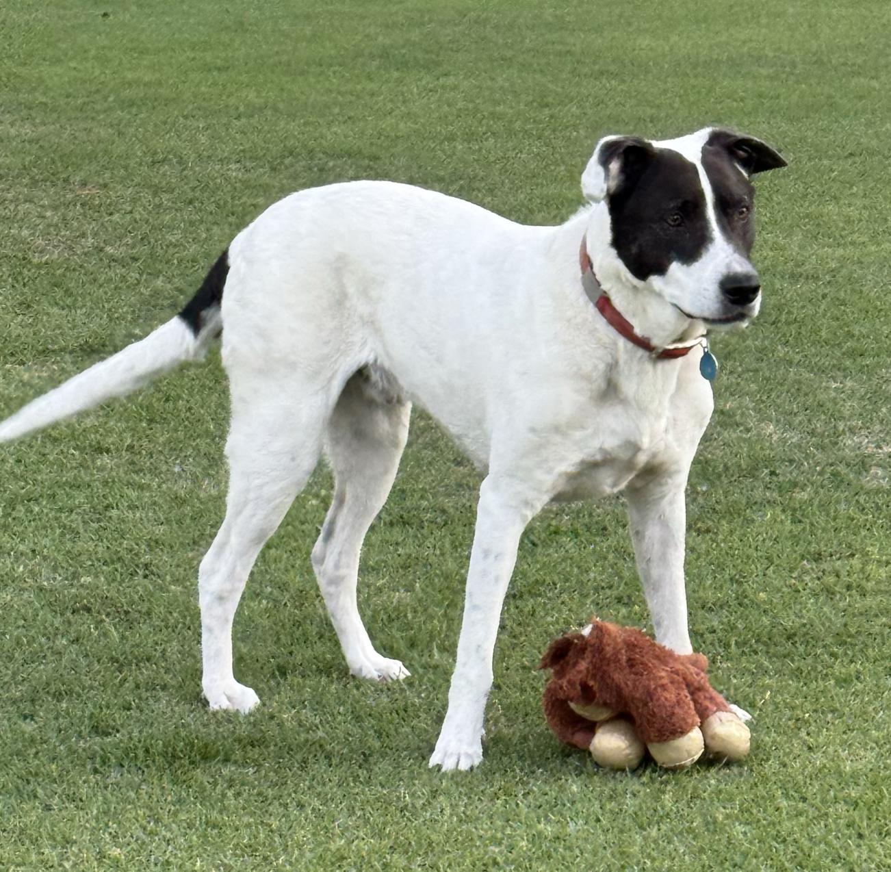 Enlarge Bear, a Adoptable mixed breed in San Francisco, CA image 5/6