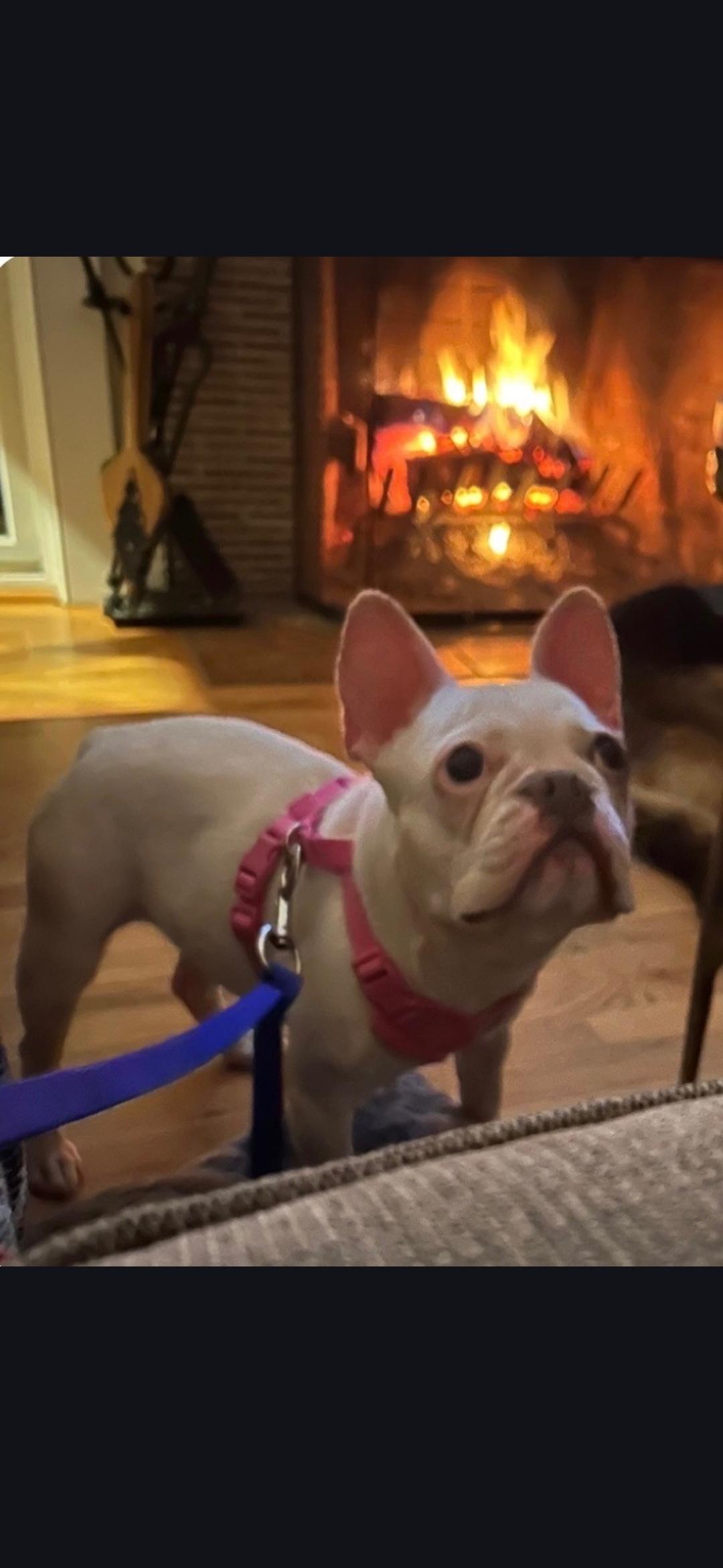 Deaf Olive, an adopted mixed breed in New York, NY image 3/3