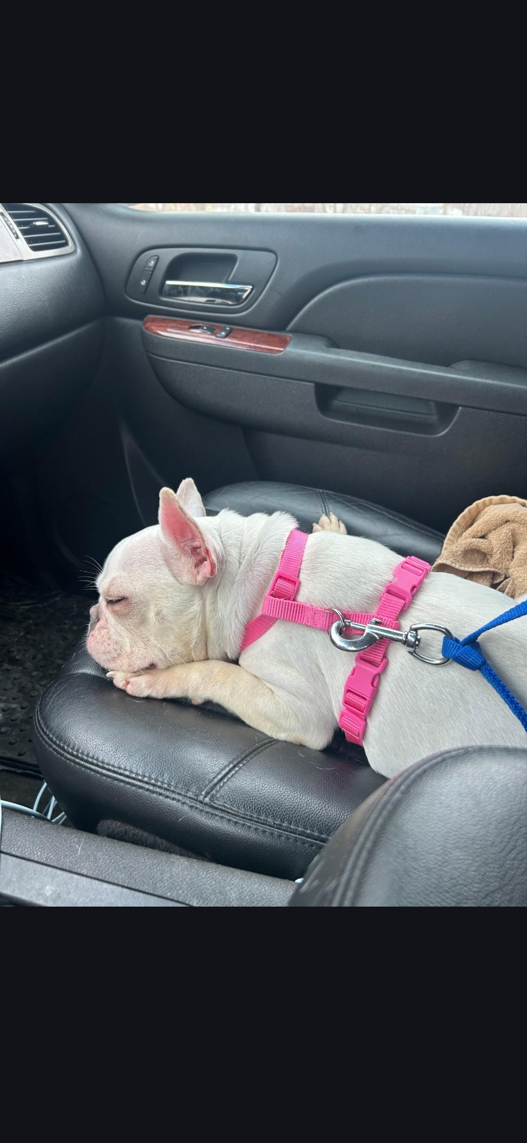 Deaf Olive, an adopted mixed breed in New York, NY image 2/3