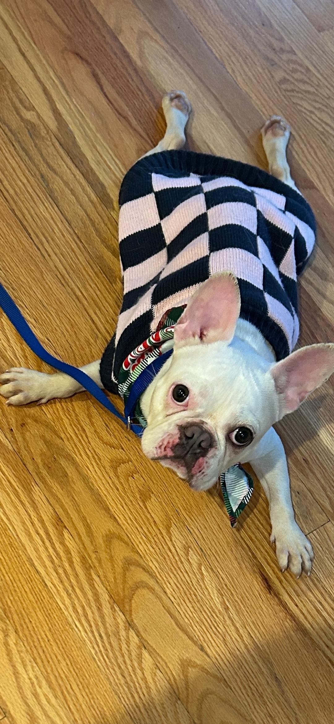Deaf Olive, adopted, Young Female French Bulldog.