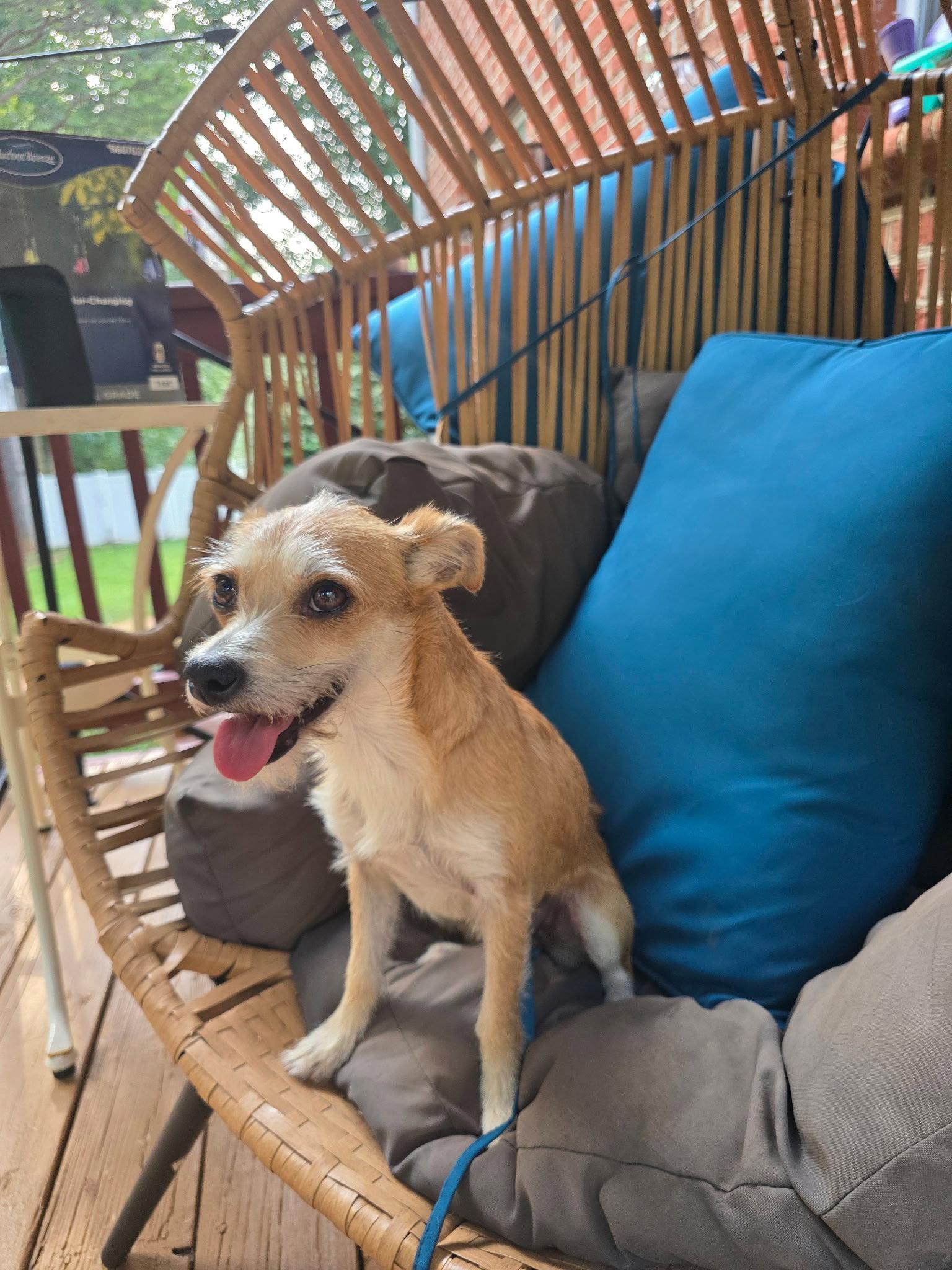 Snickers, Adopted, Young Female Terrier.