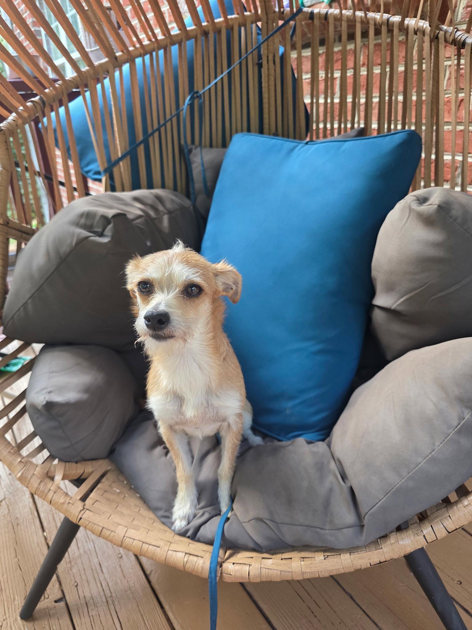 Enlarge Snickers, a Adopted Terrier in Thomasville, NC image 2/3