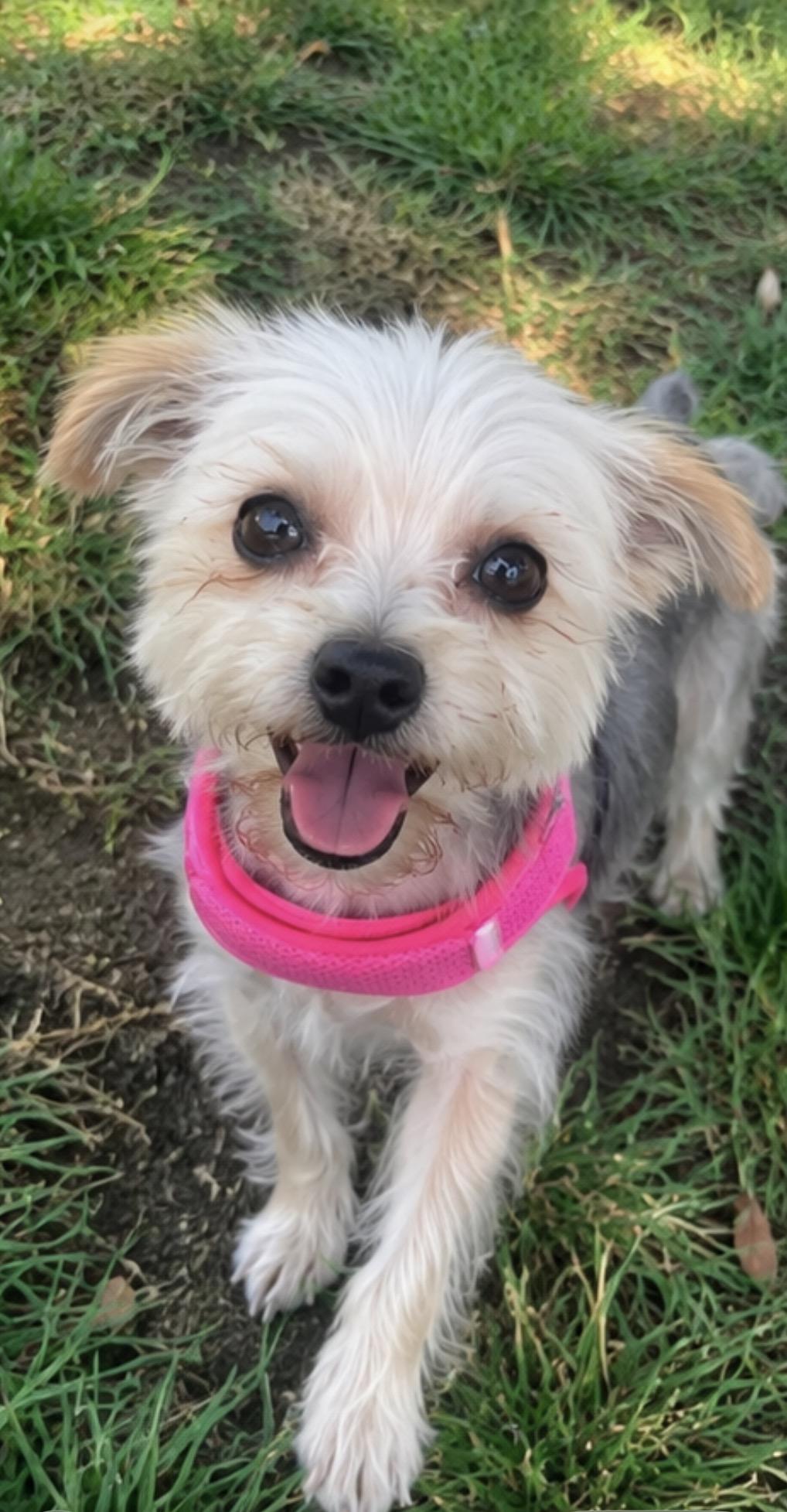 Enlarge COCO THE CUTEST YORKIE, a ADOPTABLE Yorkshire Terrier in woodland, CA image 3/3