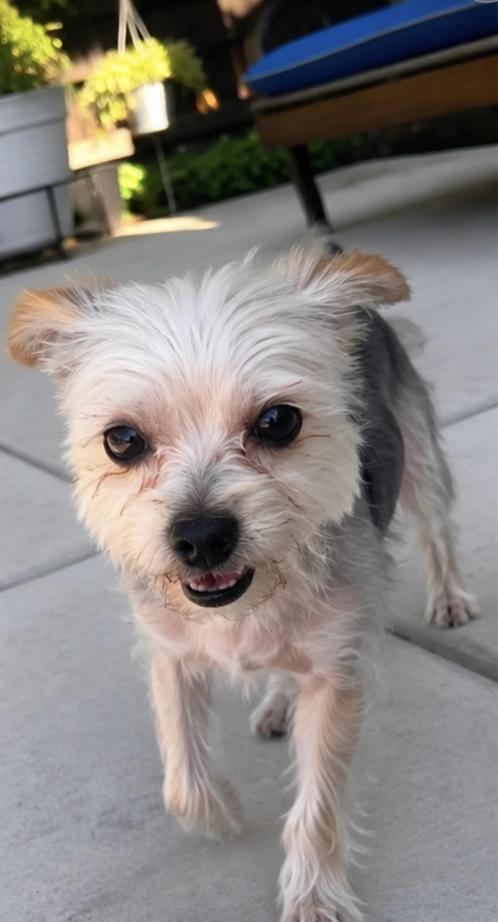Enlarge COCO THE CUTEST YORKIE, a ADOPTABLE Yorkshire Terrier in woodland, CA image 2/3