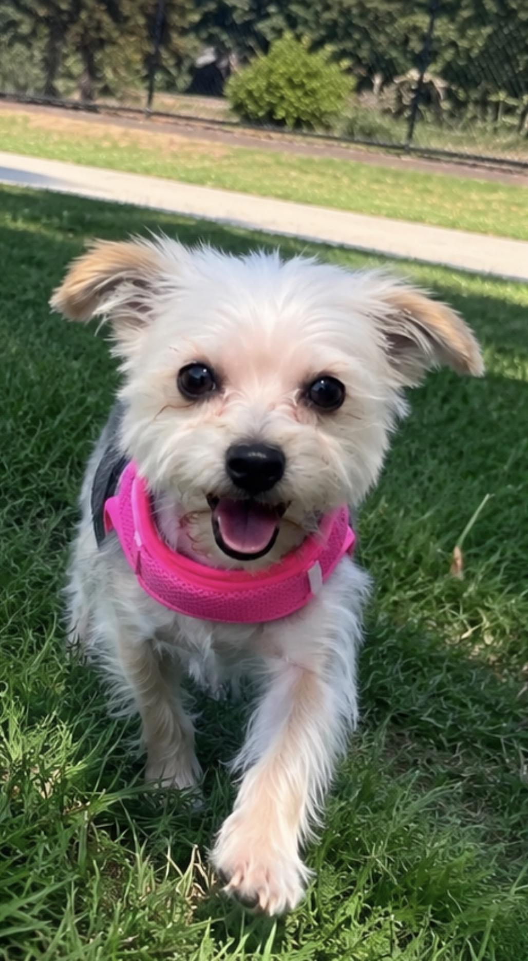 Enlarge COCO THE CUTEST YORKIE, a ADOPTABLE Yorkshire Terrier in woodland, CA image 1/3