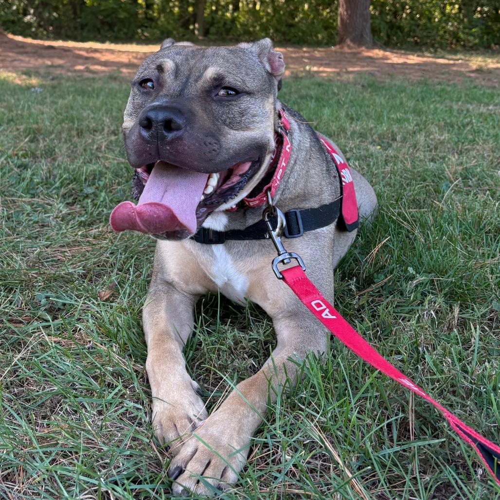 Enlarge Cheetah, a Adoptable Pit Bull Terrier in York, PA image 3/6