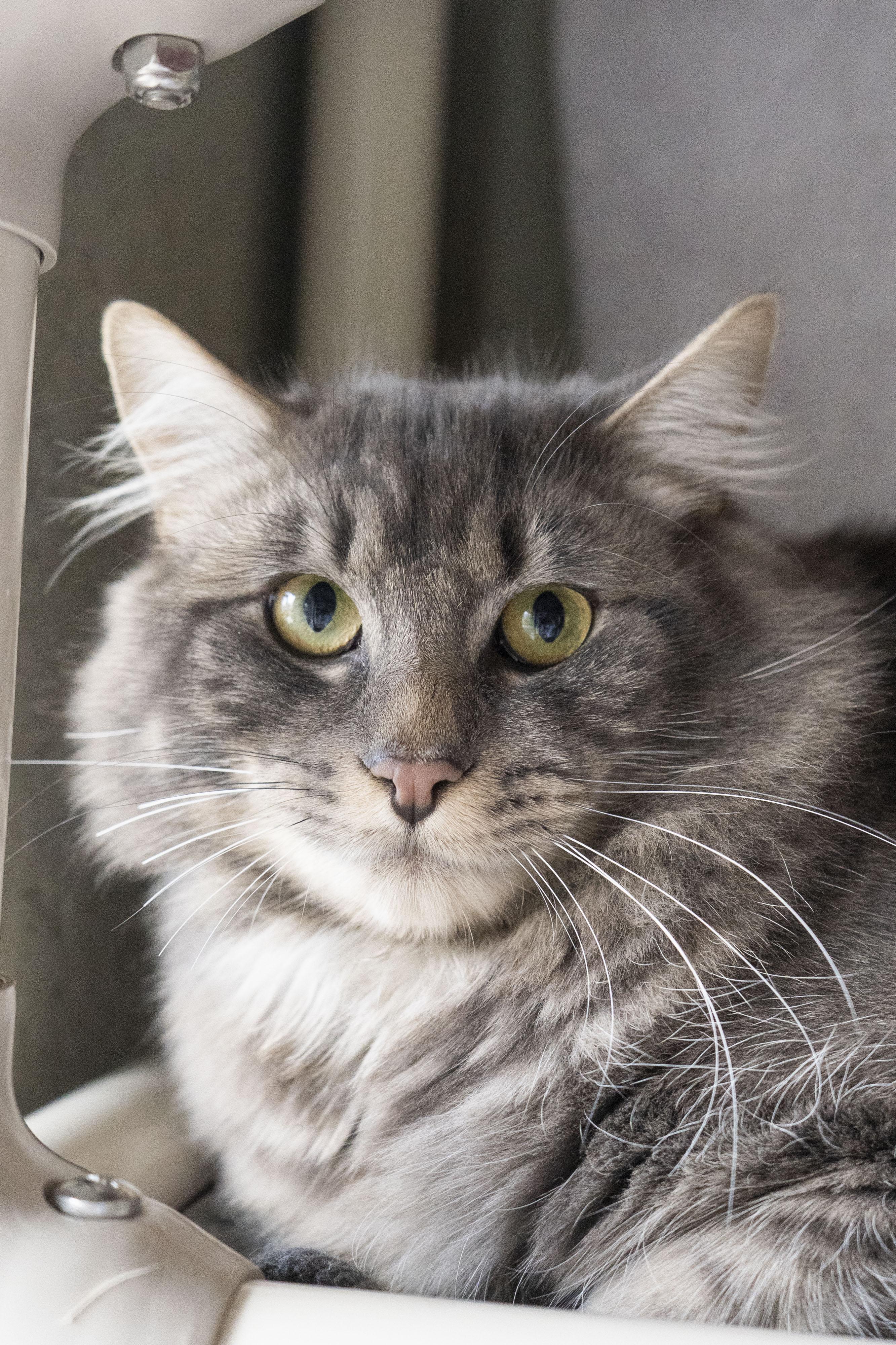 Dodge, a ADOPTABLE Domestic Medium Hair in Boise, ID image 1/3