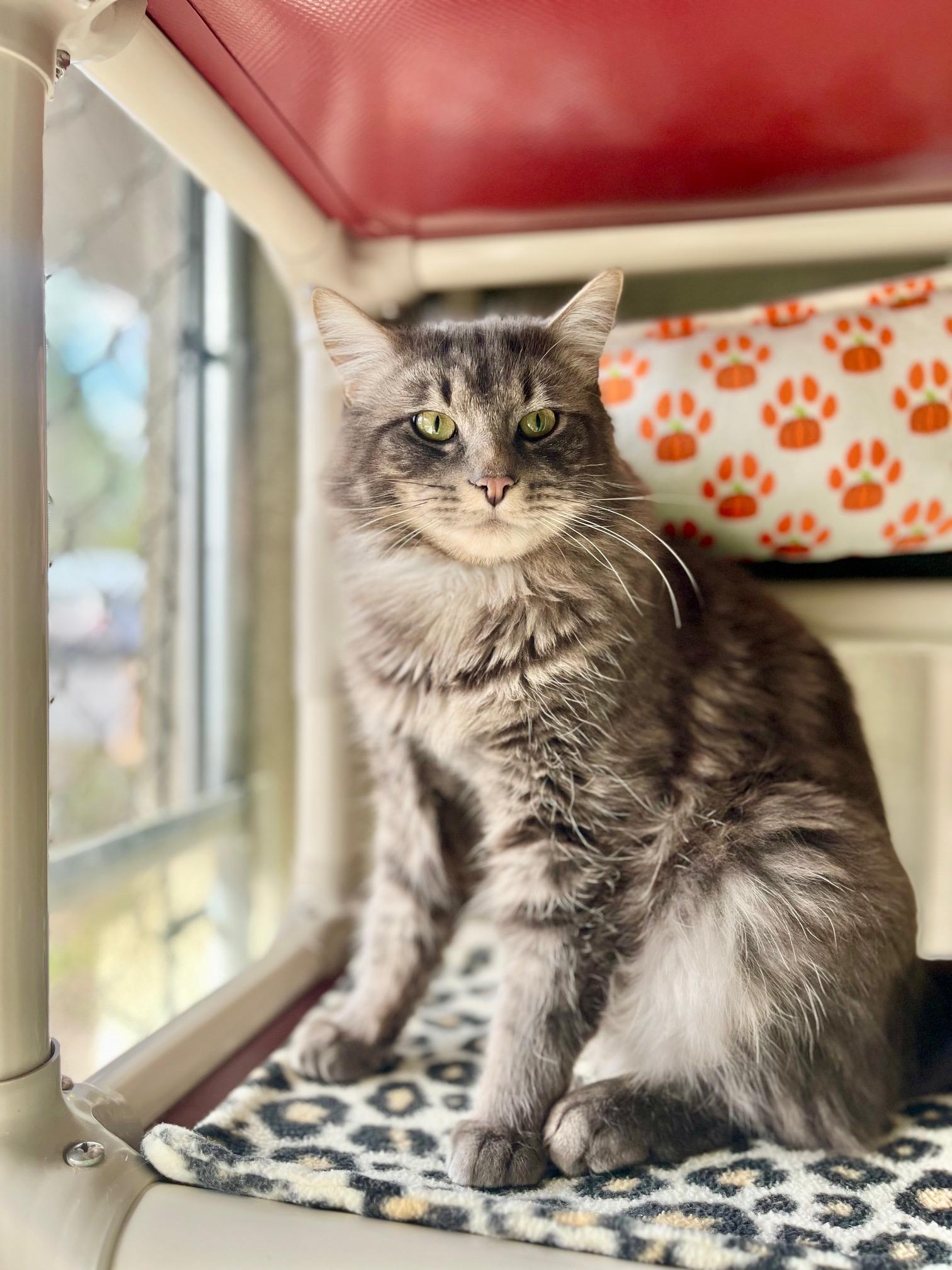 Enlarge Dodge, a ADOPTABLE Domestic Medium Hair in Boise, ID image 4/4