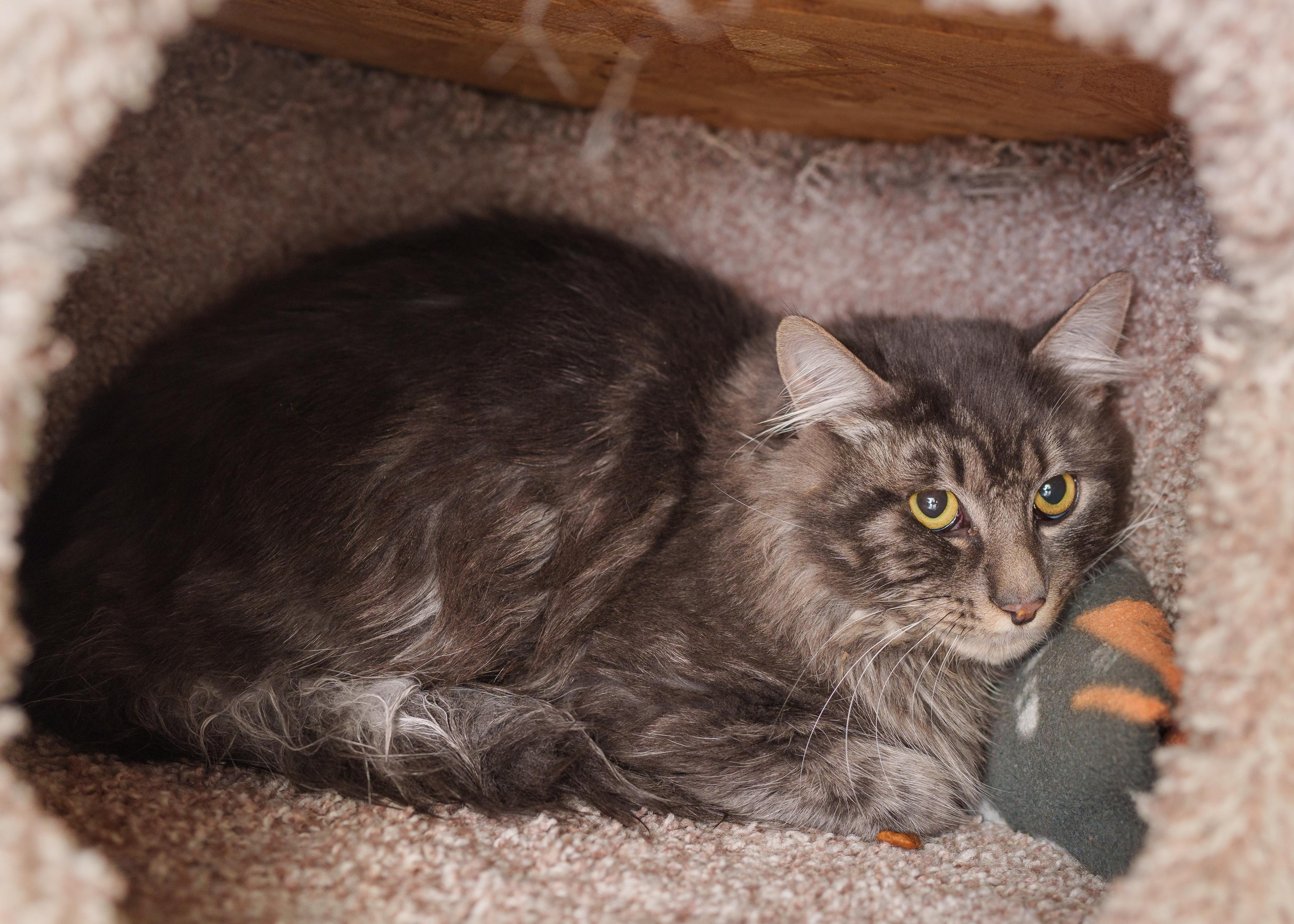 Enlarge Dodge, a ADOPTABLE Domestic Medium Hair in Boise, ID image 2/2