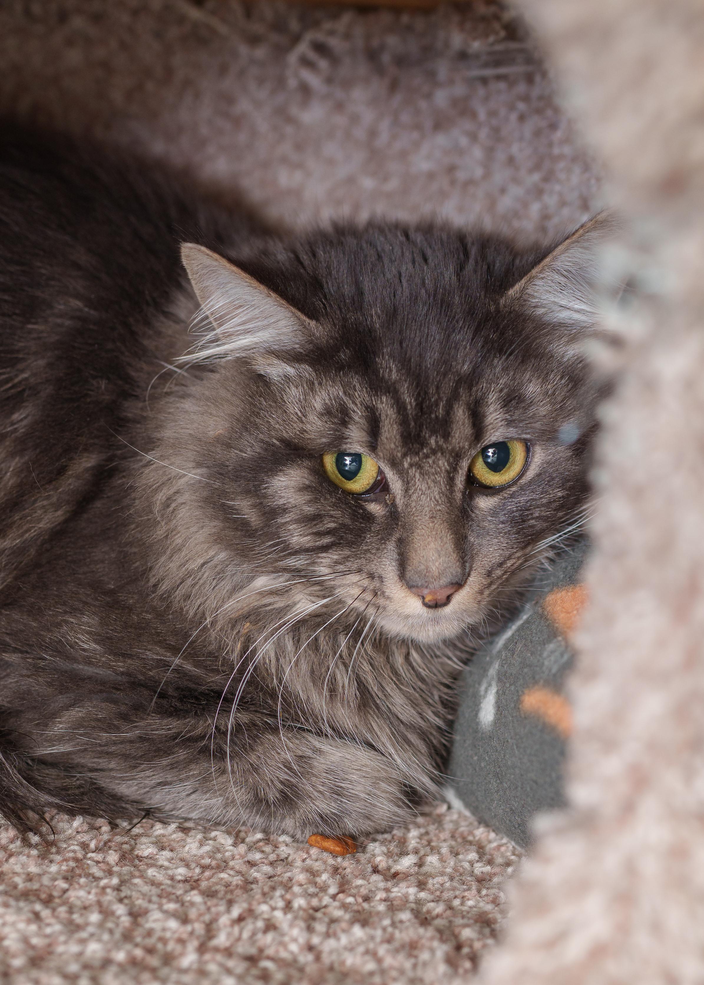 Enlarge Dodge, a ADOPTABLE Domestic Medium Hair in Boise, ID image 1/2