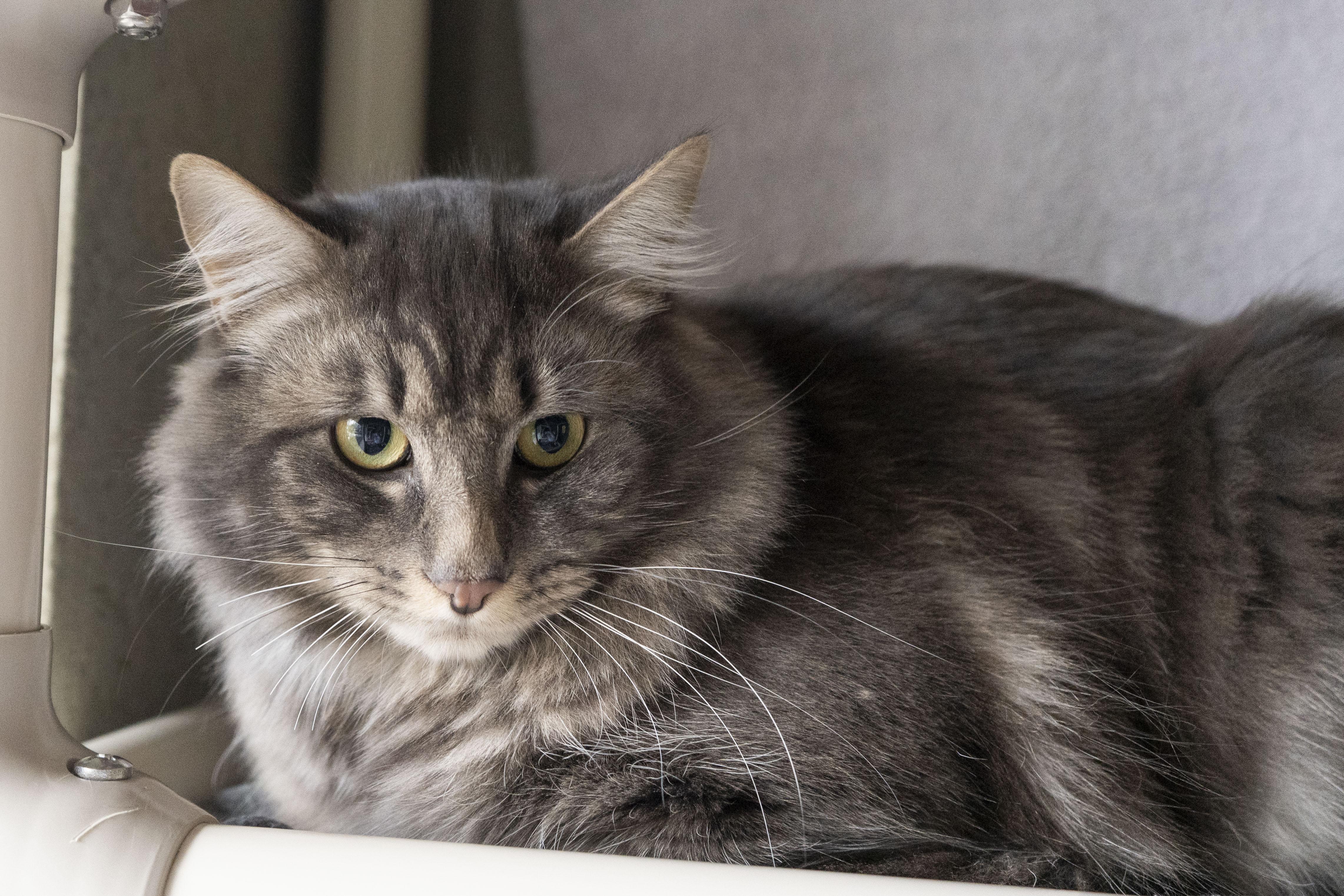Dodge, a ADOPTABLE Domestic Medium Hair in Boise, ID image 2/3