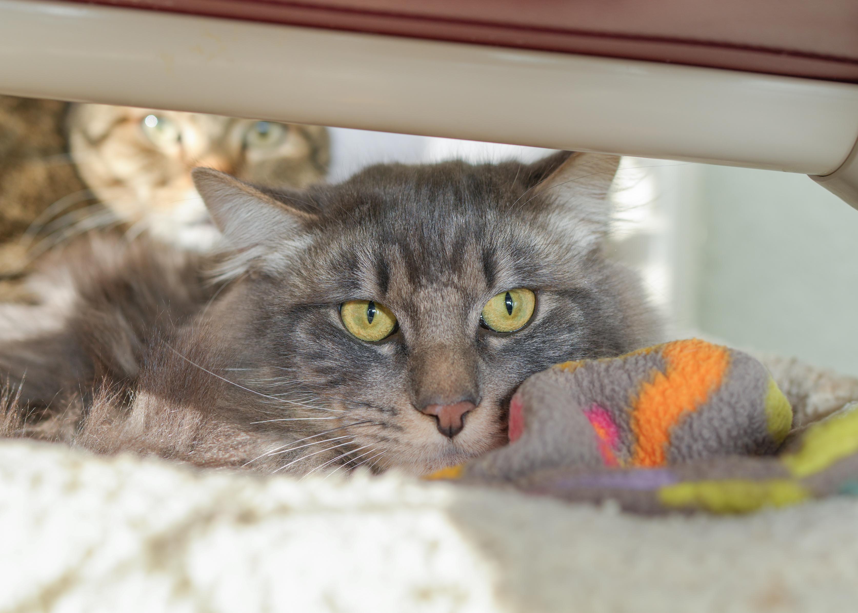 Enlarge Dodge, a ADOPTABLE Domestic Medium Hair in Boise, ID image 3/4