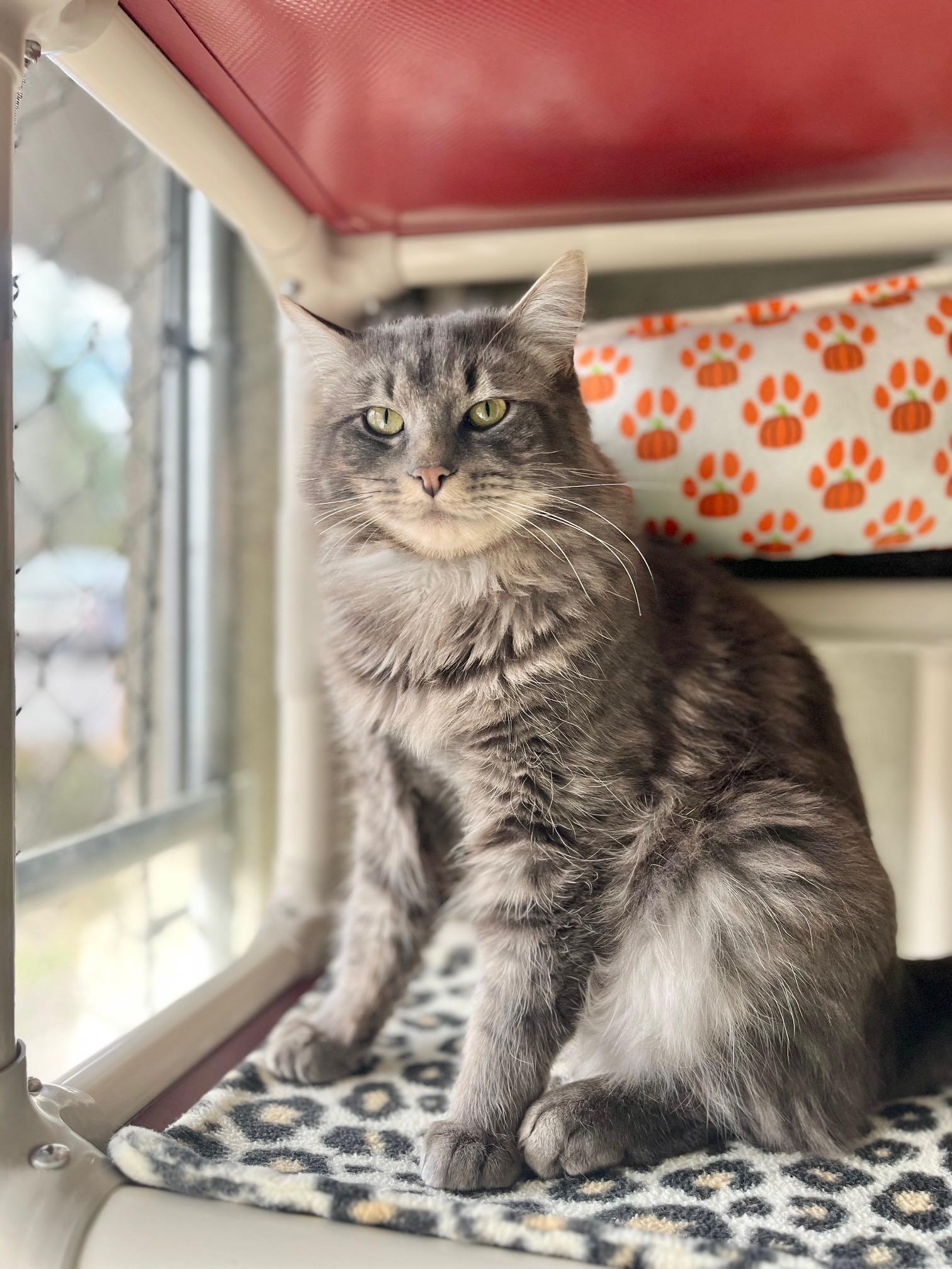 Dodge, ADOPTABLE, Adult Male Domestic Medium Hair.