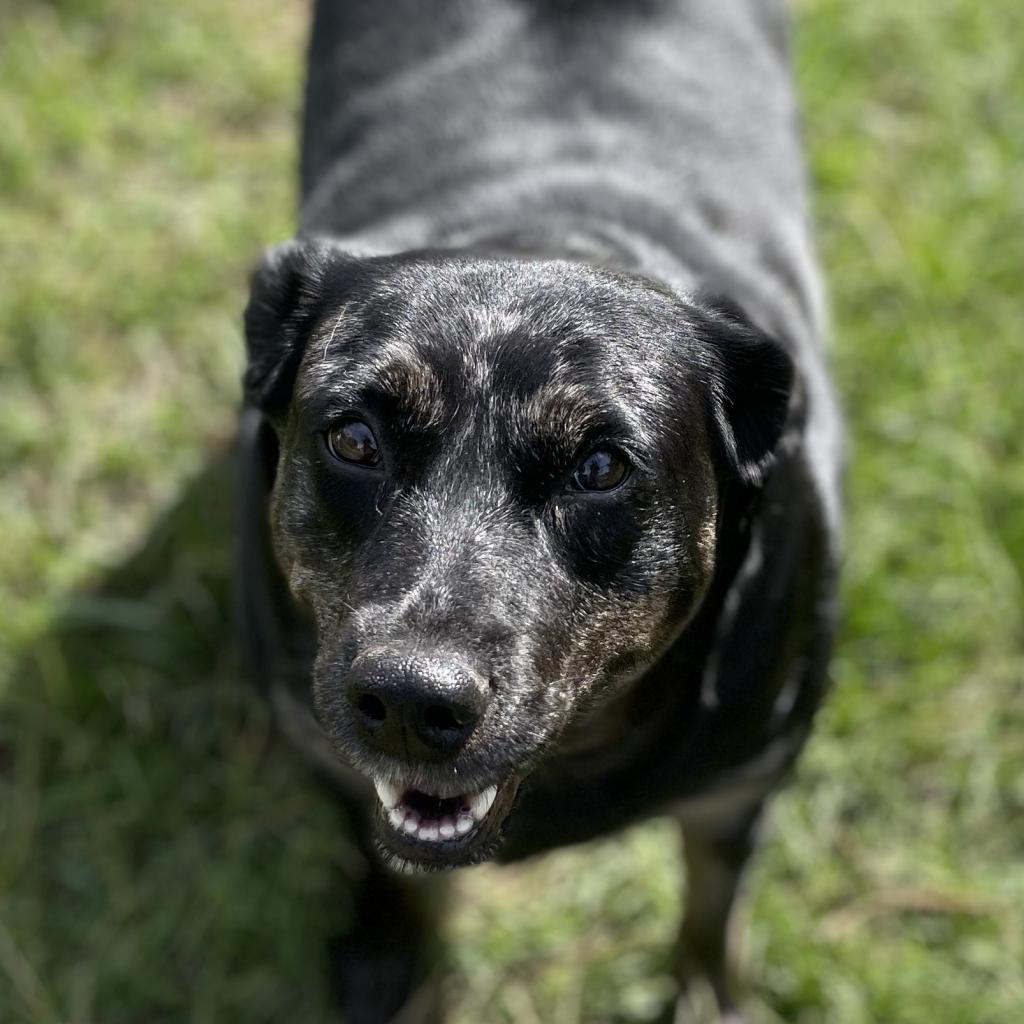 Ziggy, Adoptable, Adult Female Cattle Dog & Australian Cattle Dog / Blue Heeler.