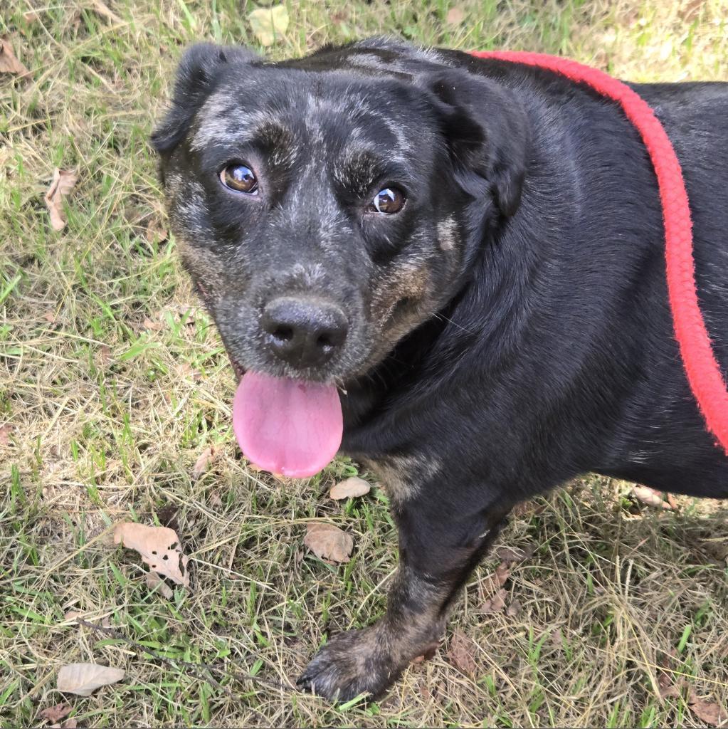 Enlarge Ziggy, a Adoptable mixed breed in Tylertown, MS image 2/2