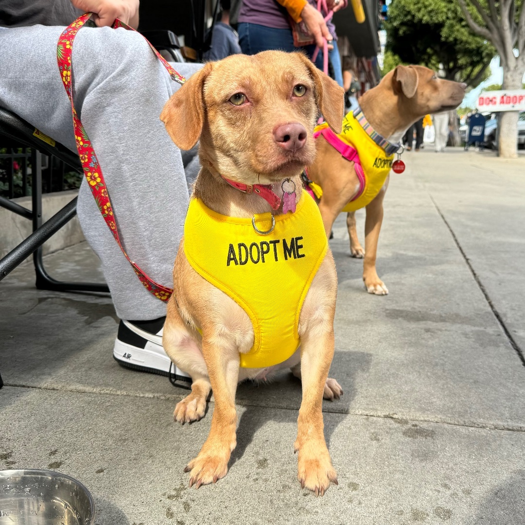 Enlarge Lee Lee, a Adopted mixed breed in Chatsworth, CA image 1/3