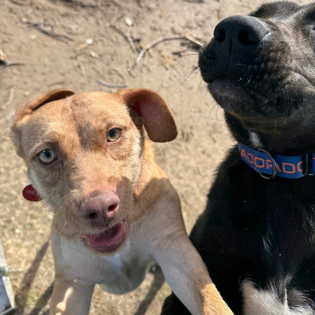 Enlarge Lee Lee, a Adopted mixed breed in Chatsworth, CA image 2/3