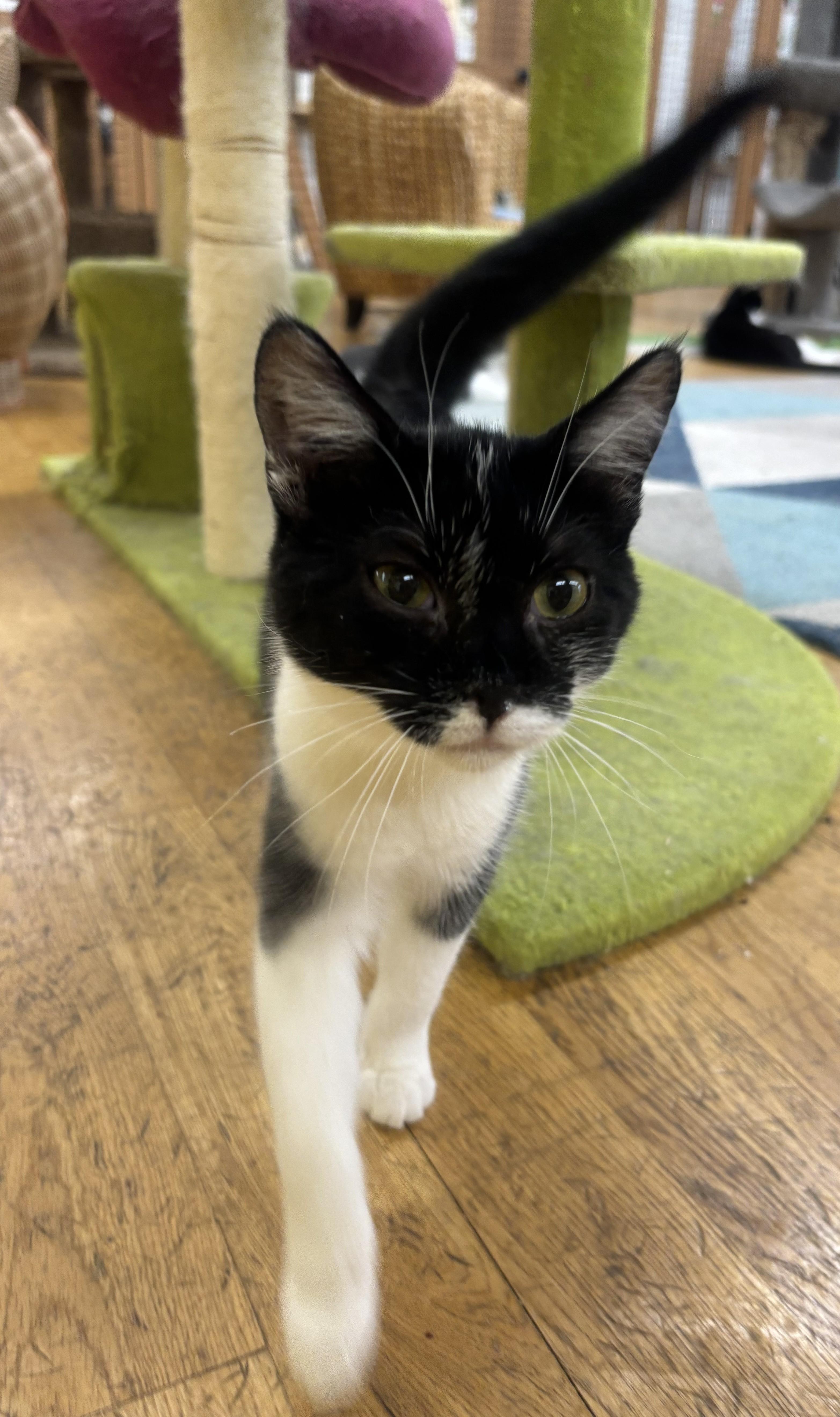 Enlarge Jenga, a Adoptable British Shorthair in Whittier, CA image 2/5