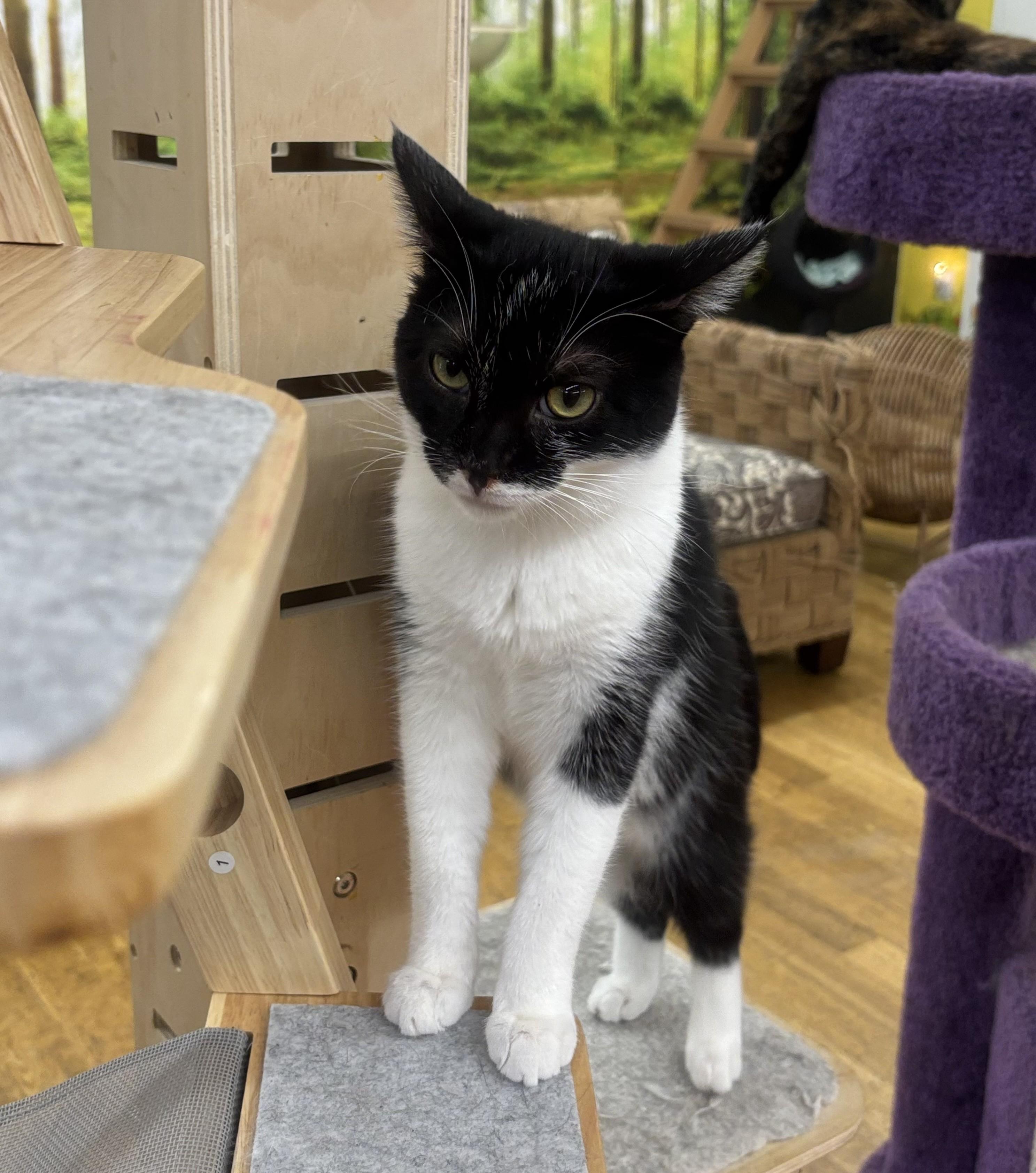 Enlarge Jenga, a Adoptable British Shorthair in Whittier, CA image 5/5