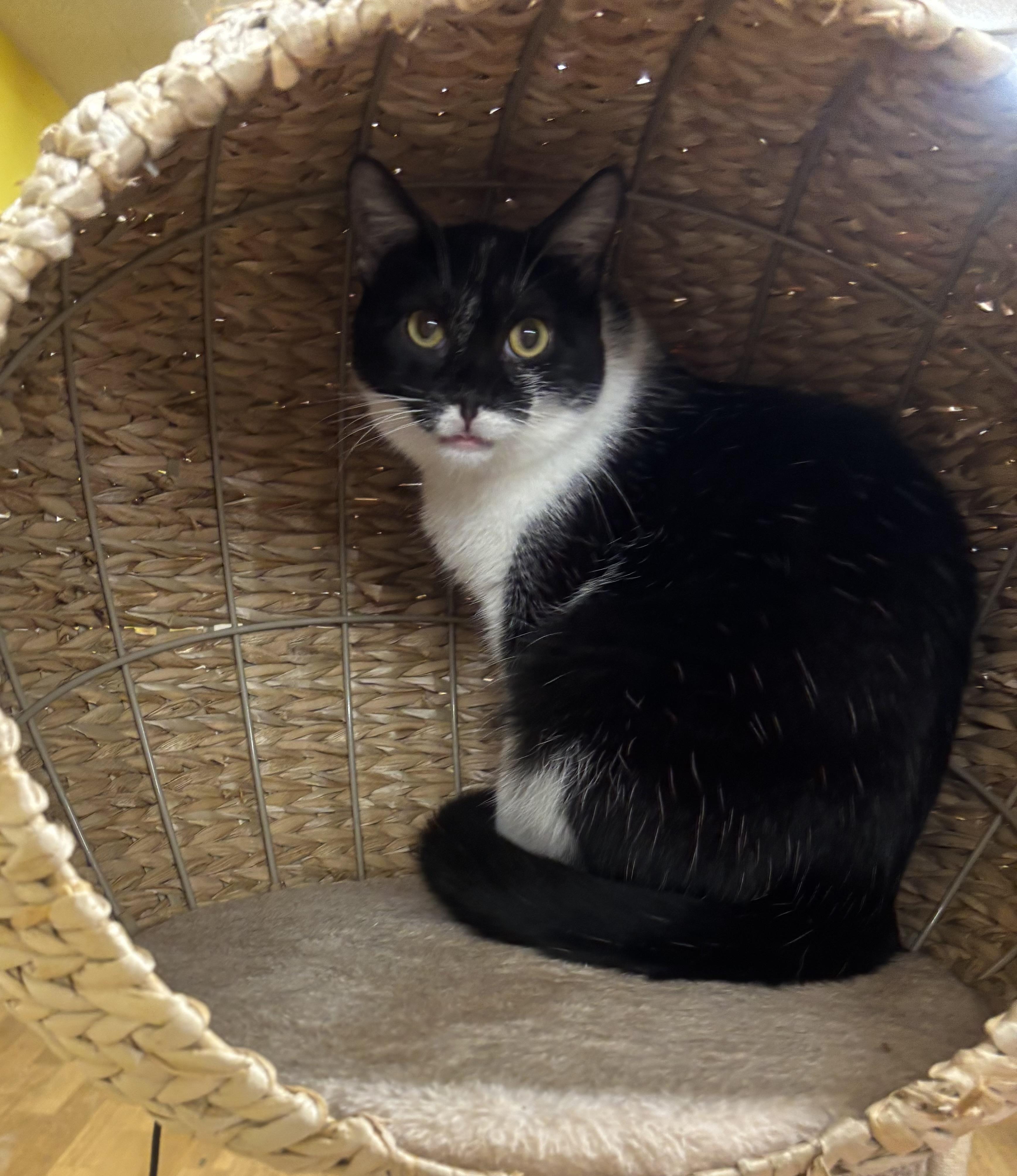 Enlarge Jenga, a Adoptable British Shorthair in Whittier, CA image 3/5