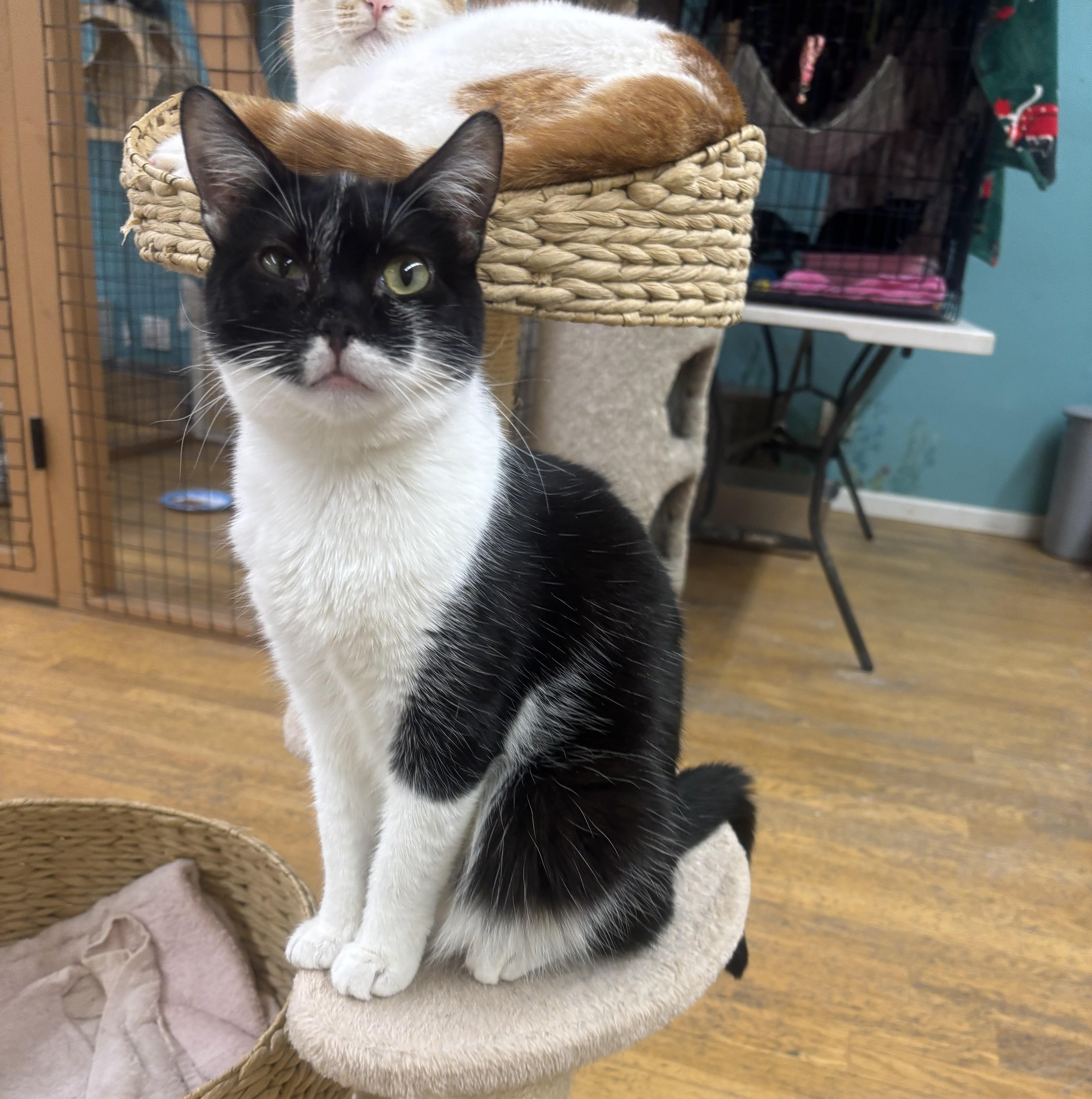 Enlarge Jenga, a Adoptable British Shorthair in Whittier, CA image 4/5