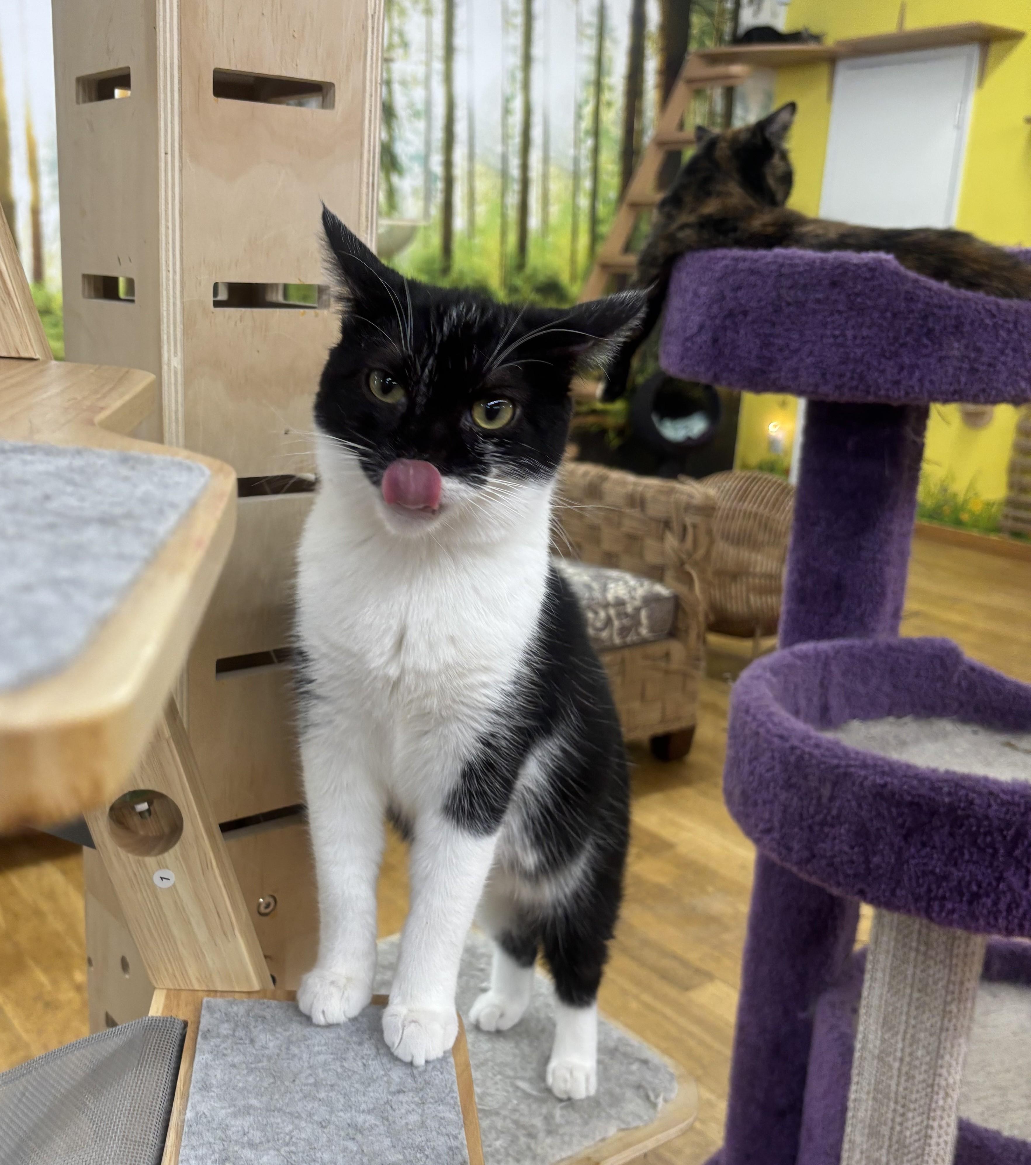 Enlarge Jenga, a Adoptable British Shorthair in Whittier, CA image 1/5