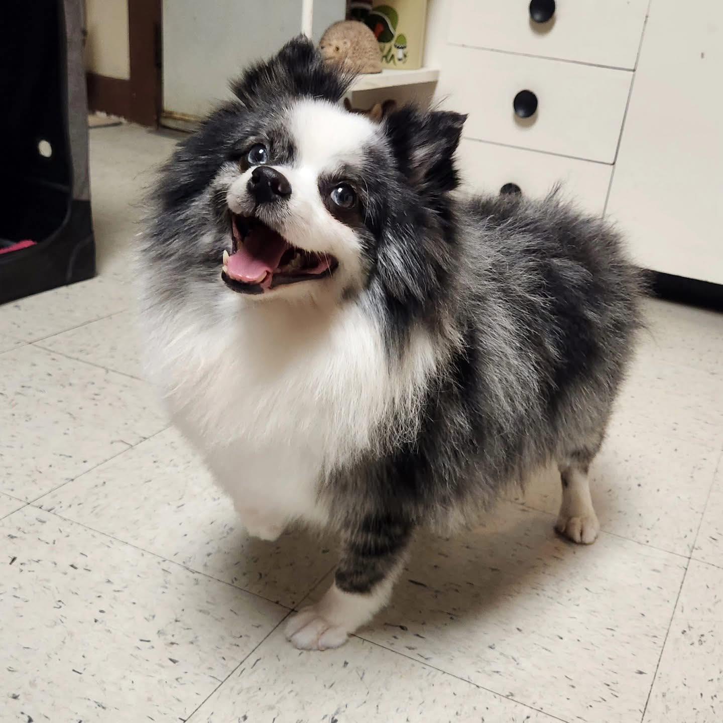 Enlarge Blake, an adopted Pomeranian in Kutztown, PA image 1/1