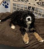 Kandy (7230), Adoptable, Puppy Female Bernese Mountain Dog & Standard Poodle.
