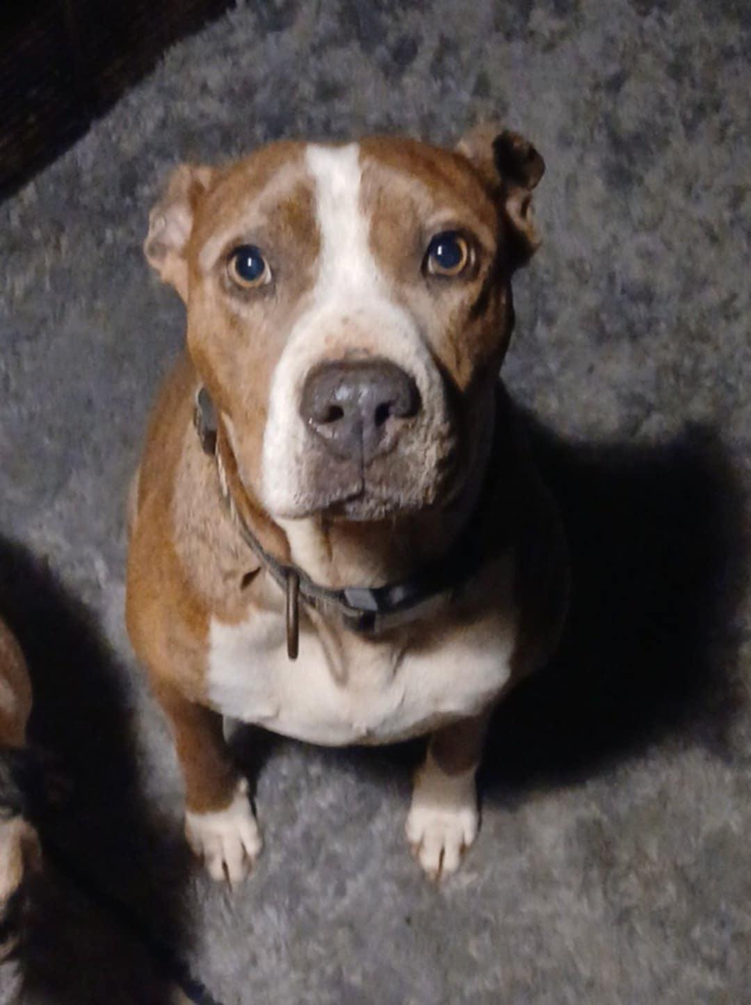 Sasha, a Adoptable mixed breed in East Dundee , IL image 1/5