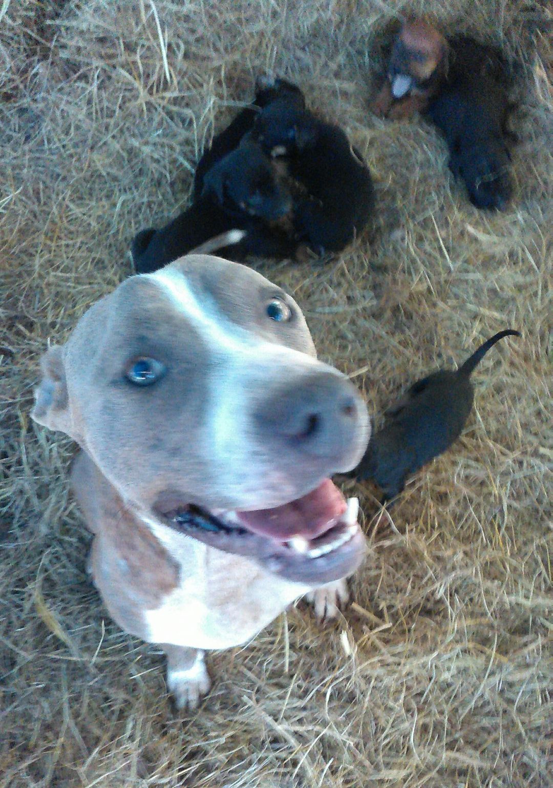 Sasha, a Adoptable mixed breed in East Dundee , IL image 5/5