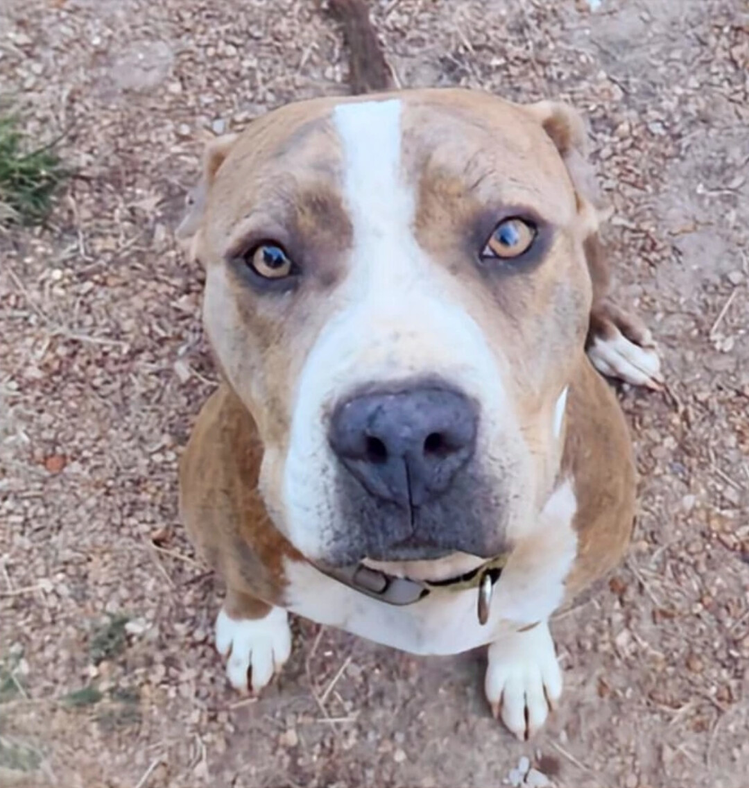 Sasha, a Adoptable mixed breed in East Dundee , IL image 4/5