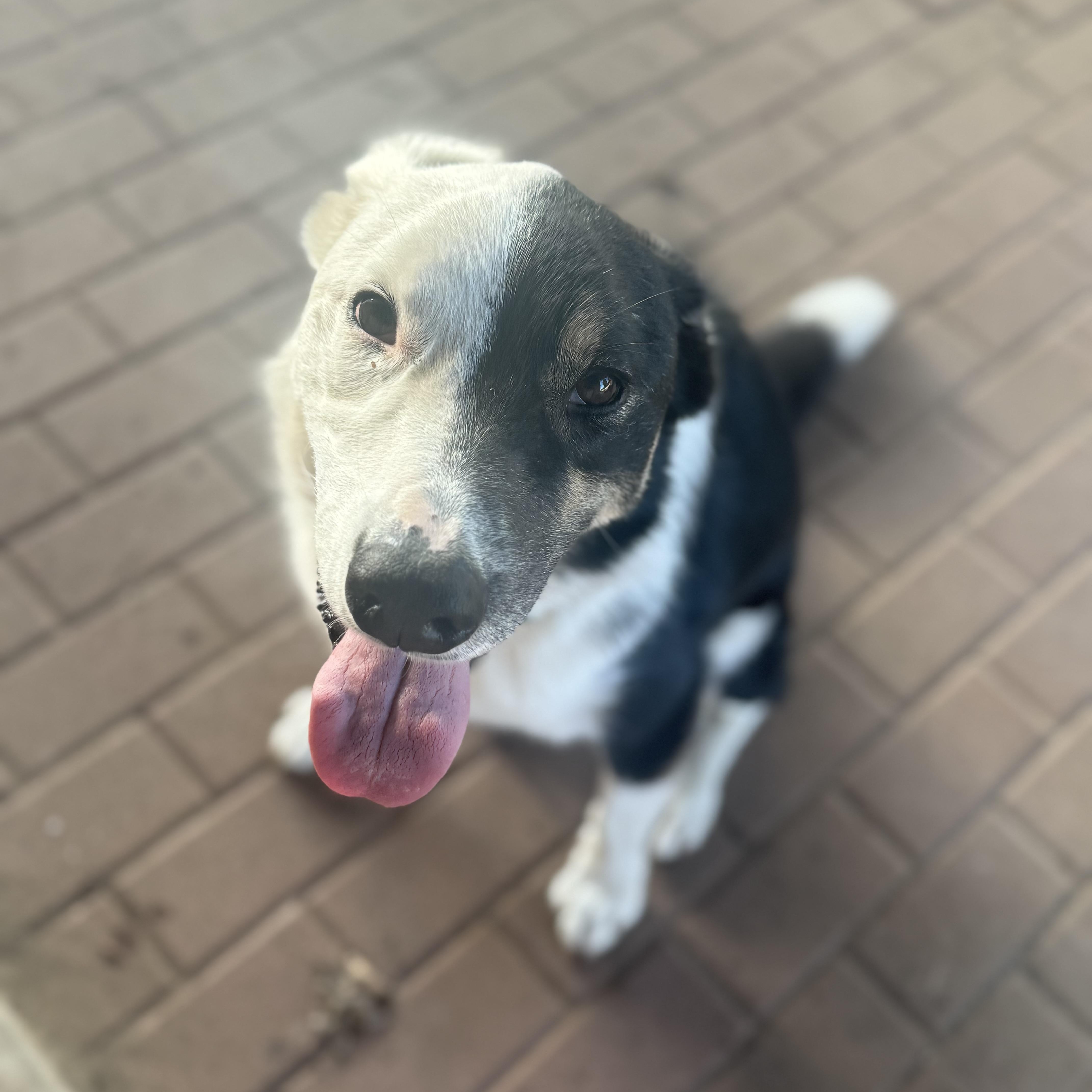 Enlarge Harvey Dent, a Adoptable mixed breed in Oklahoma City, OK image 2/6