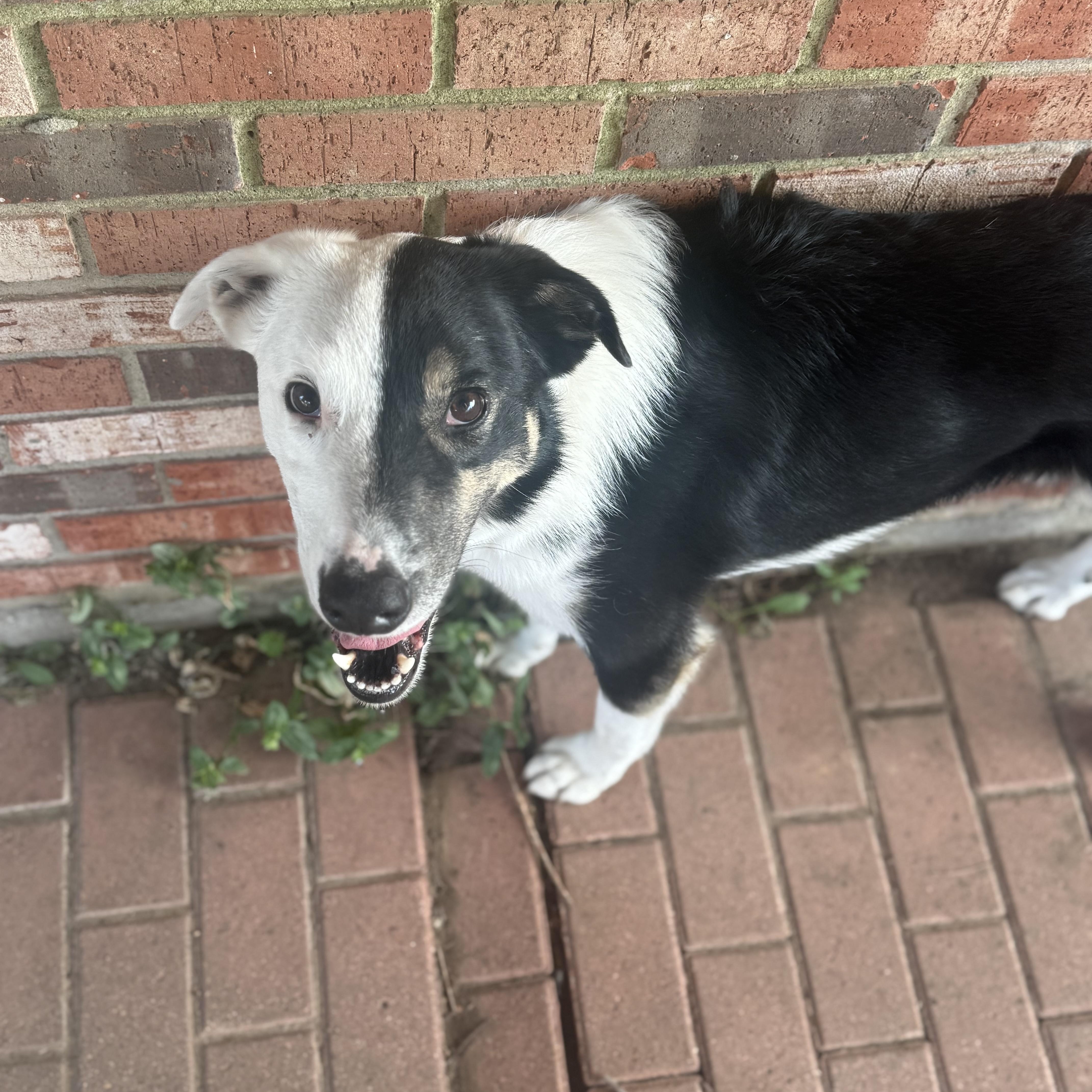 Enlarge Harvey Dent, a Adoptable mixed breed in Oklahoma City, OK image 3/6