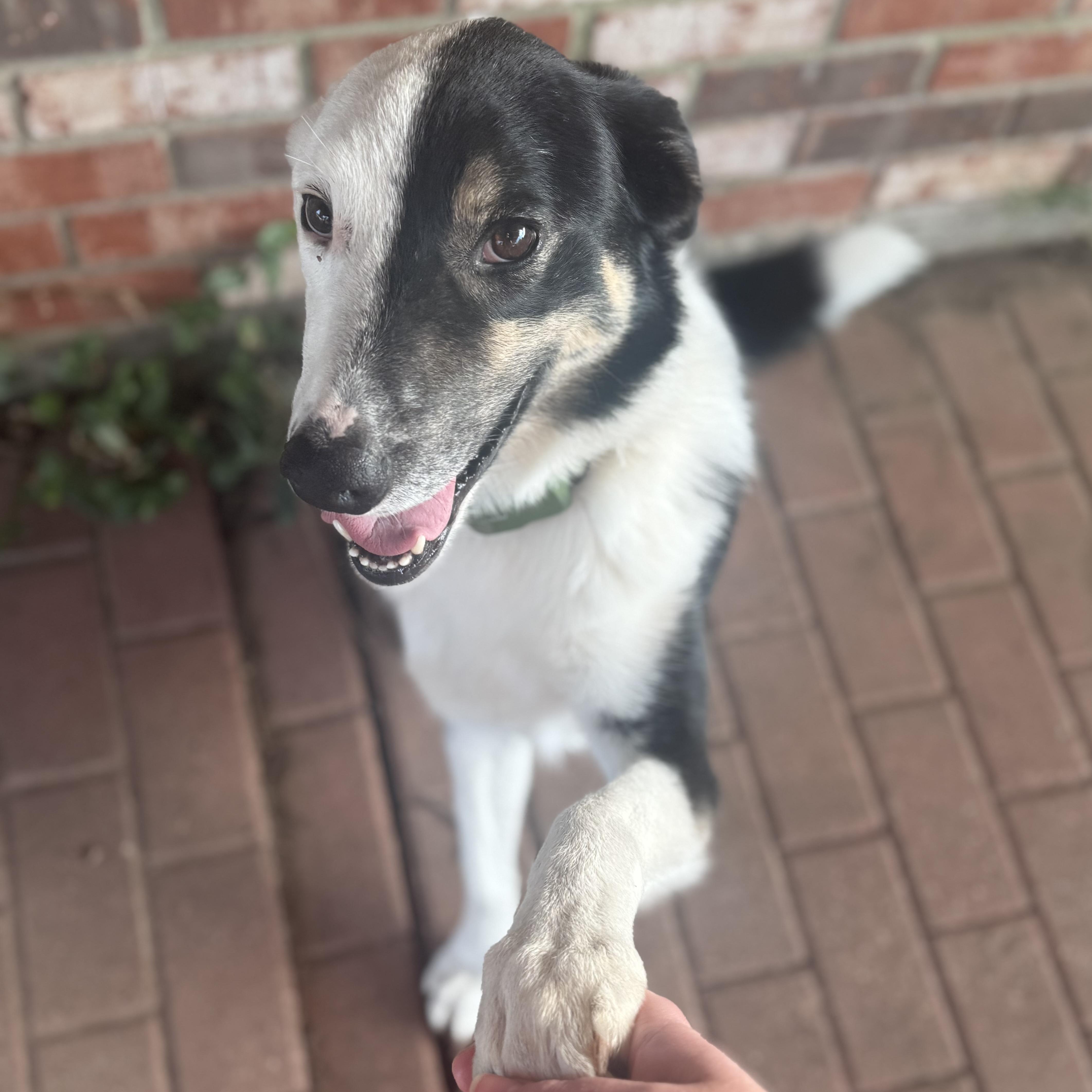 Enlarge Harvey Dent, a Adoptable mixed breed in Oklahoma City, OK image 6/6
