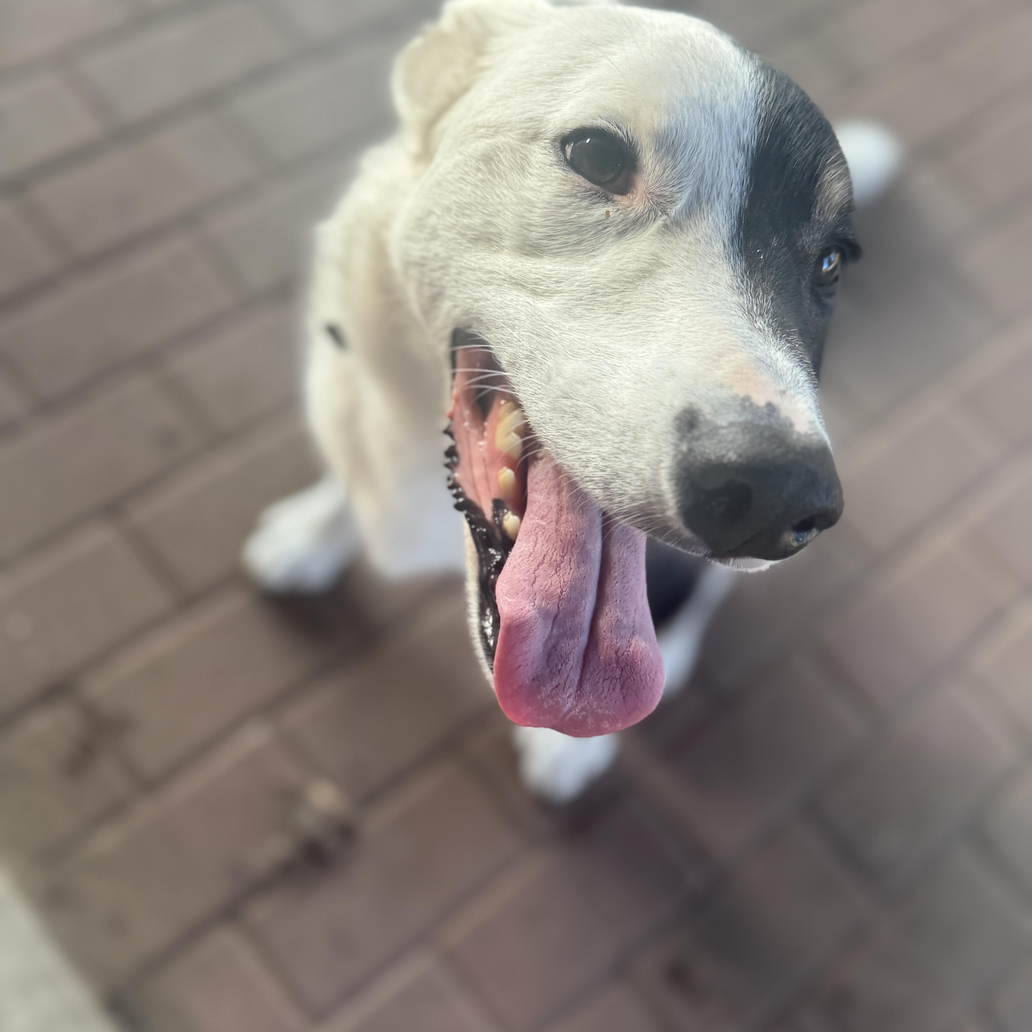 Enlarge Harvey Dent, a Adoptable mixed breed in Oklahoma City, OK image 5/6