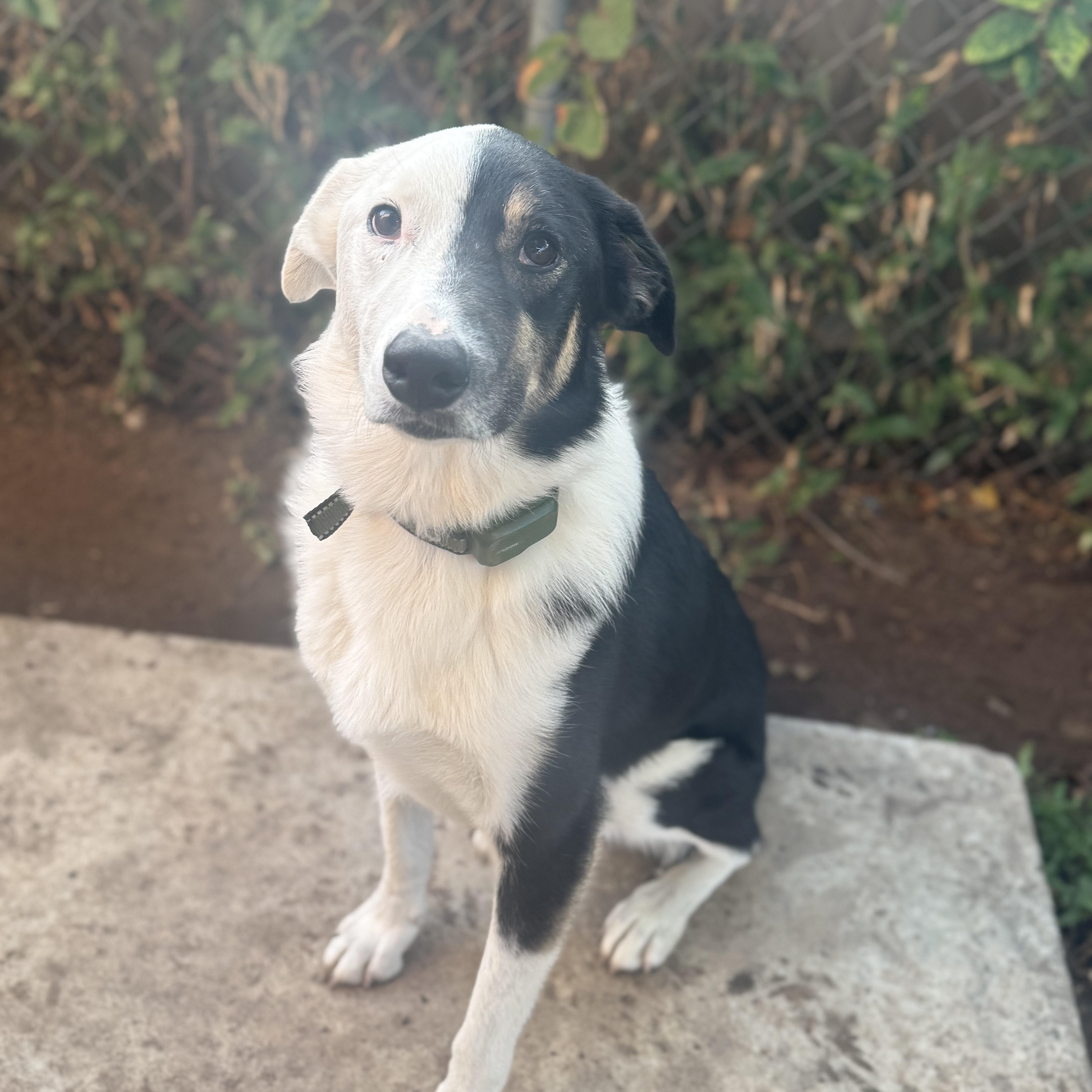 Harvey Dent, Adoptable, Adult Male Border Collie.