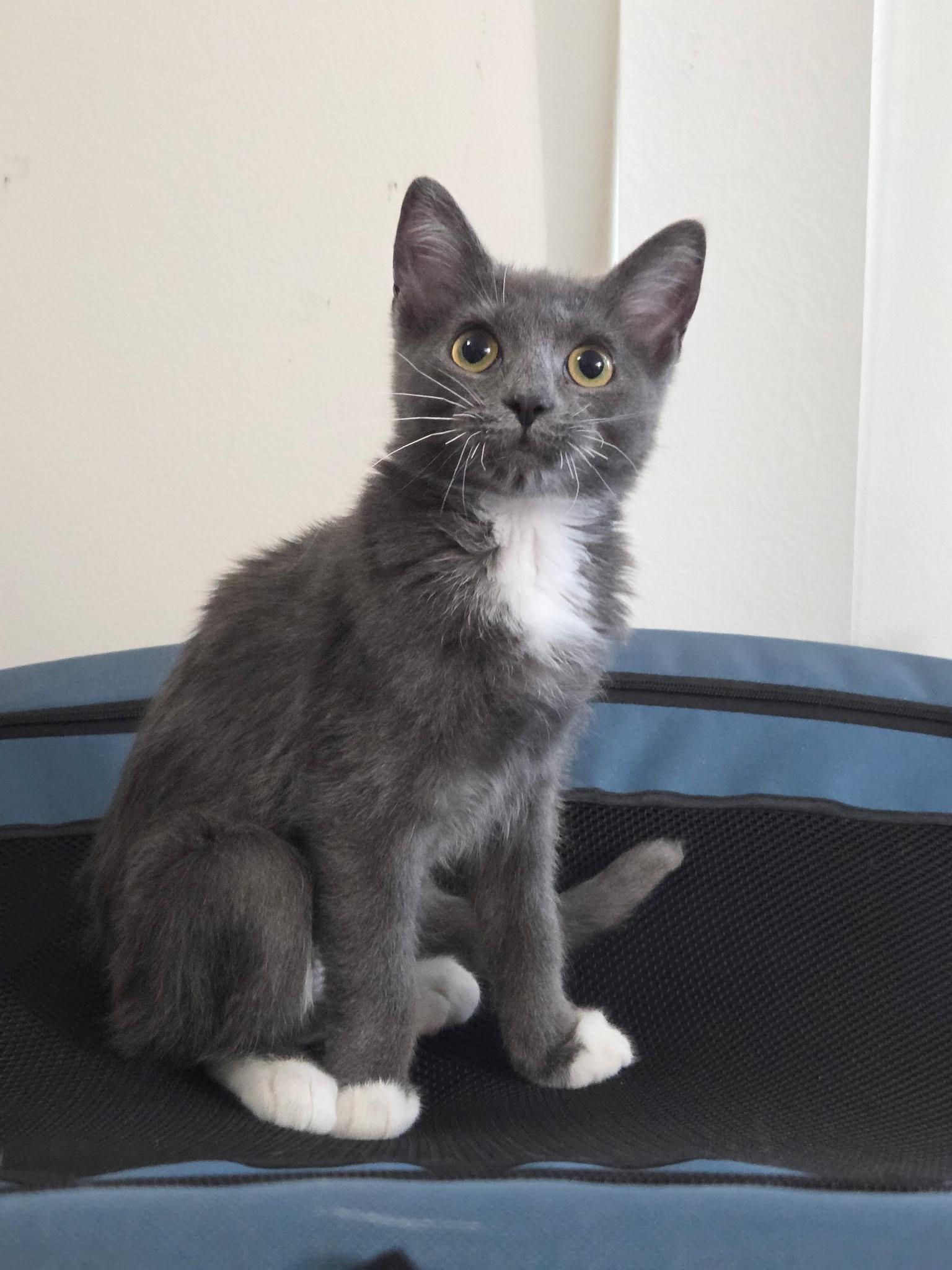 Enlarge Betta - Weekend Meetings, a ADOPTABLE Domestic Short Hair in Chilliwack, BC image 1/1
