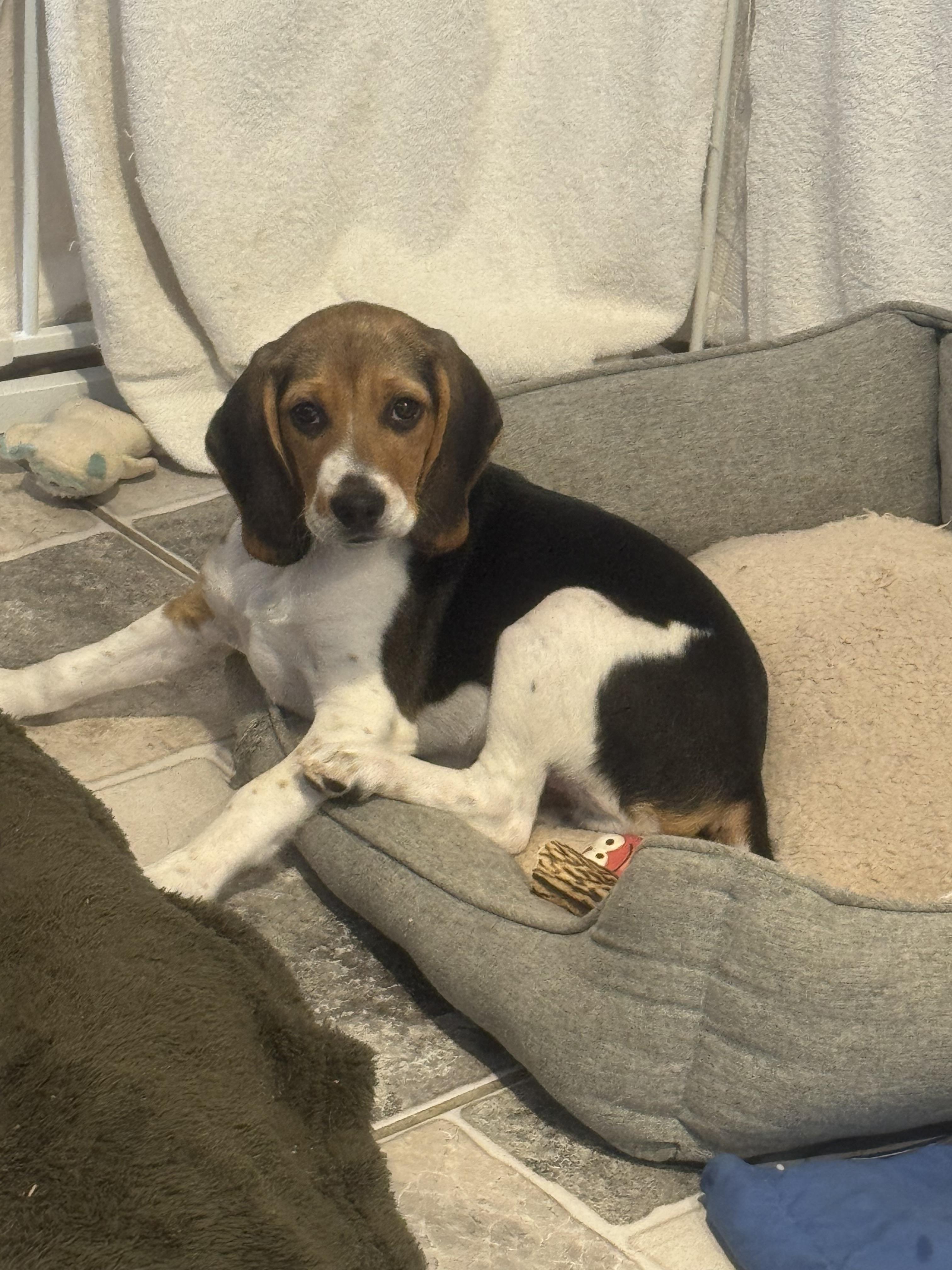 Enlarge Amos, a ADOPTABLE Beagle in Stuarts Draft, VA image 3/3