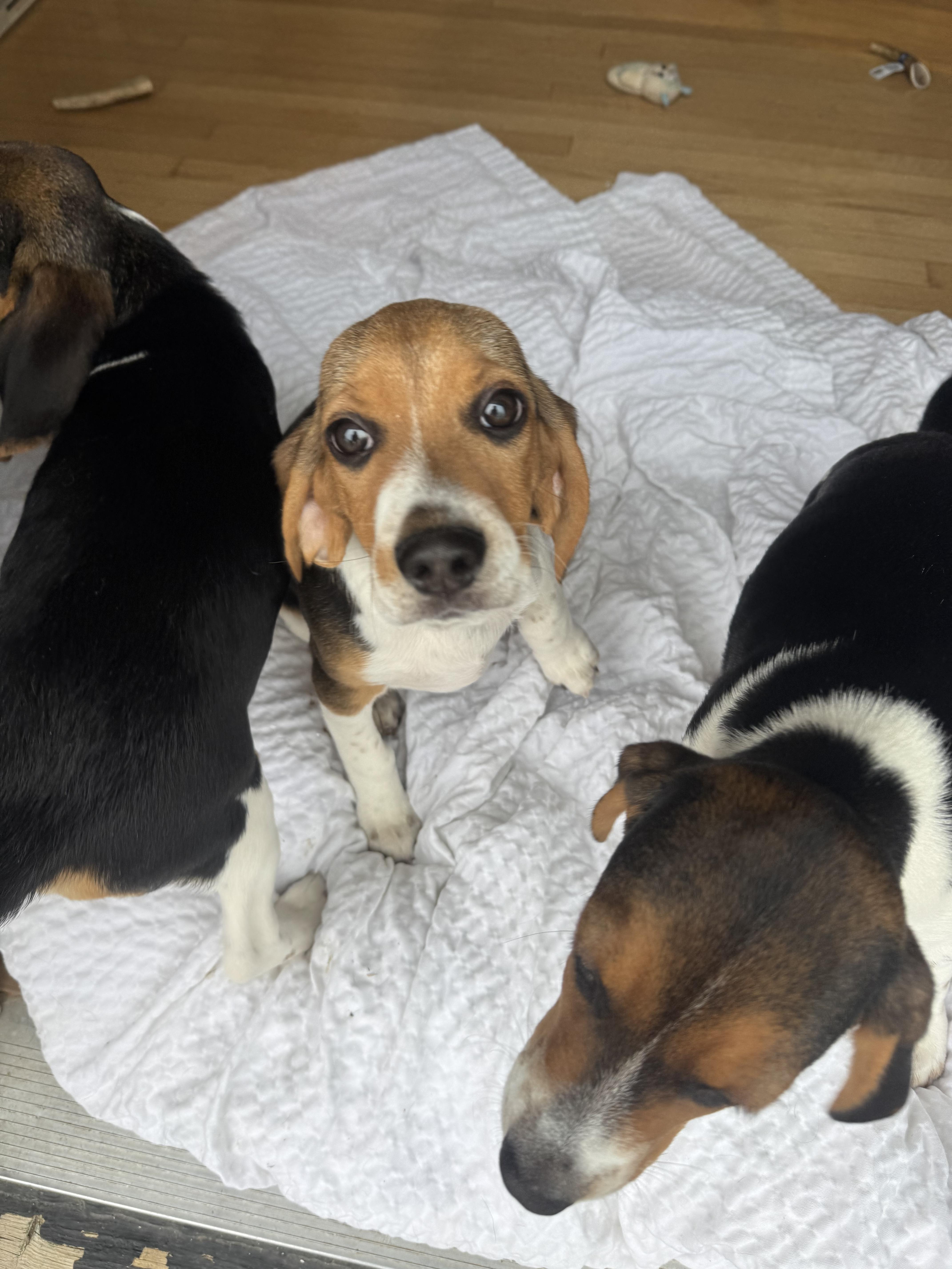 Enlarge Amos, a ADOPTABLE Beagle in Stuarts Draft, VA image 2/3