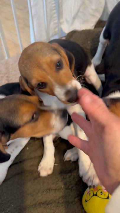 Enlarge Amos, a ADOPTABLE Beagle in Stuarts Draft, VA video 1/3