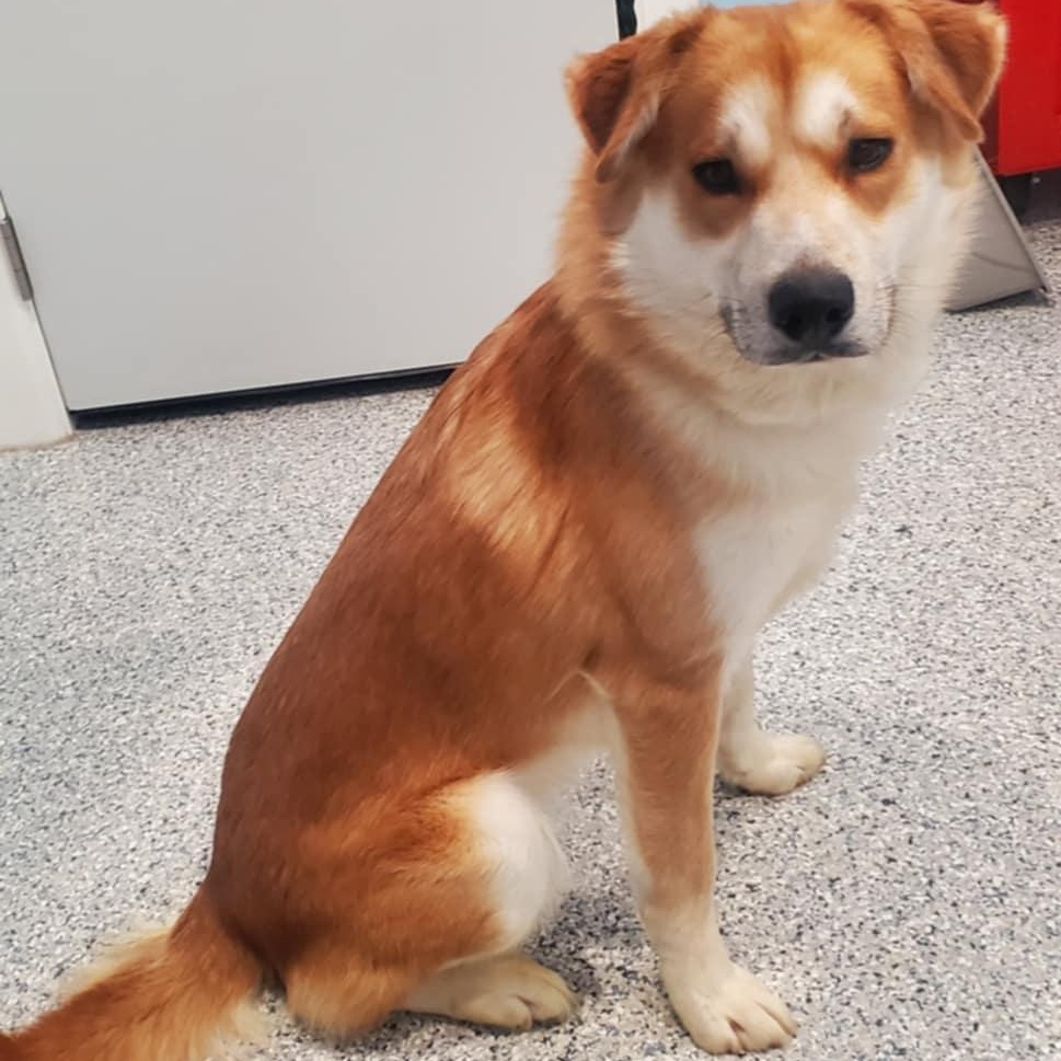 Enlarge Griz, a ADOPTABLE mixed breed in Hutchinson, MN image 2/3