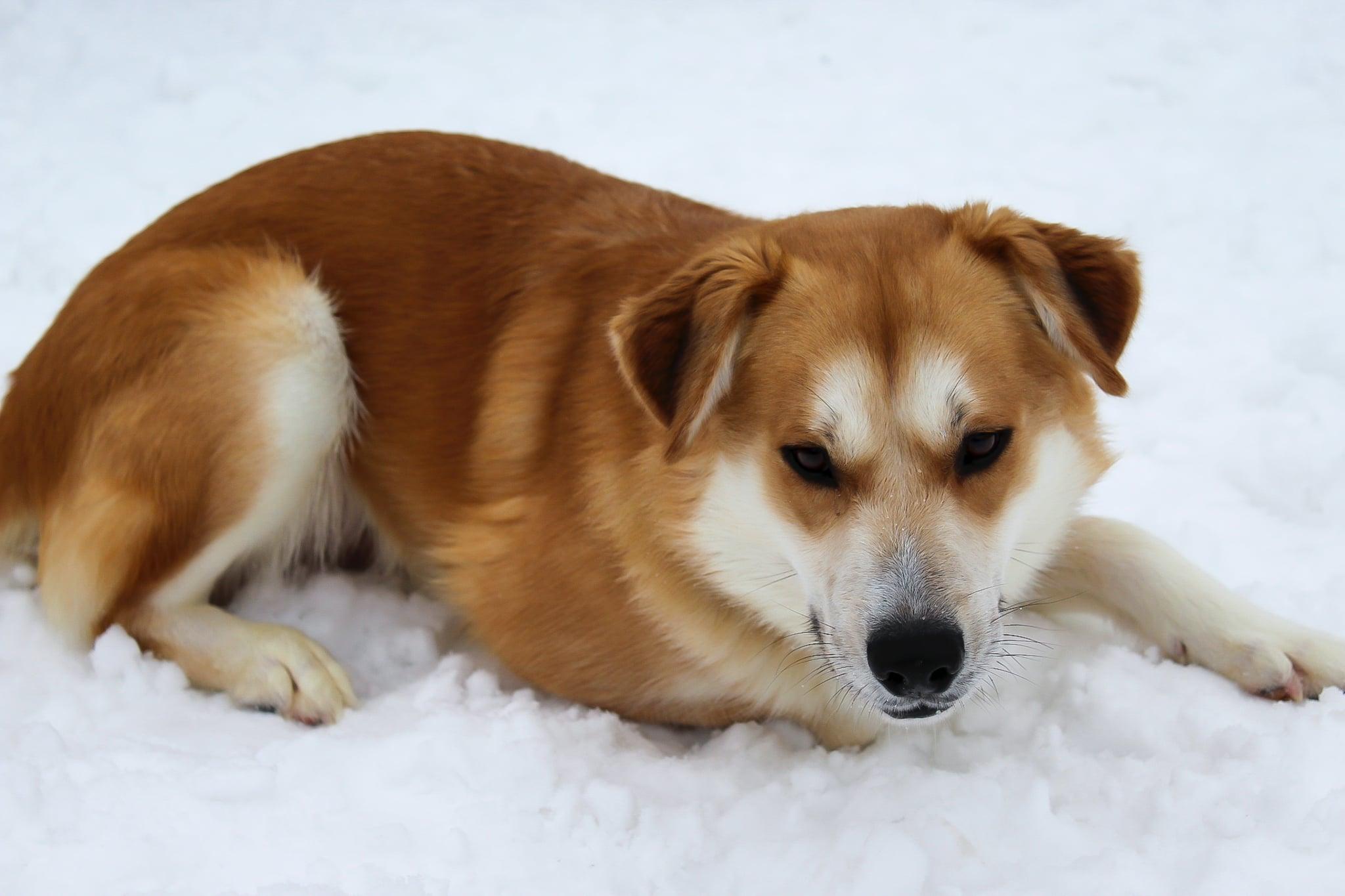 Enlarge Griz, a ADOPTABLE mixed breed in Hutchinson, MN image 1/5