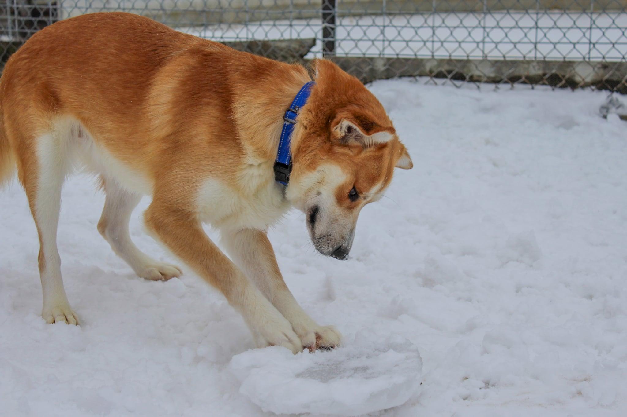 Enlarge Griz, a ADOPTABLE mixed breed in Hutchinson, MN image 2/5