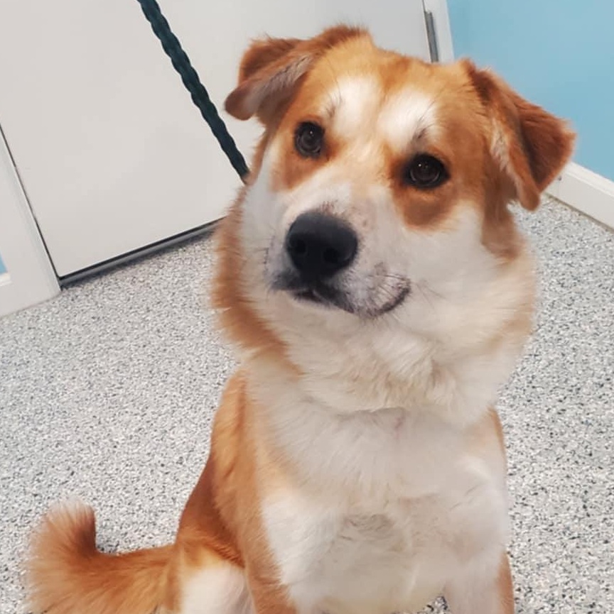 Griz, ADOPTABLE, Young Male Husky.