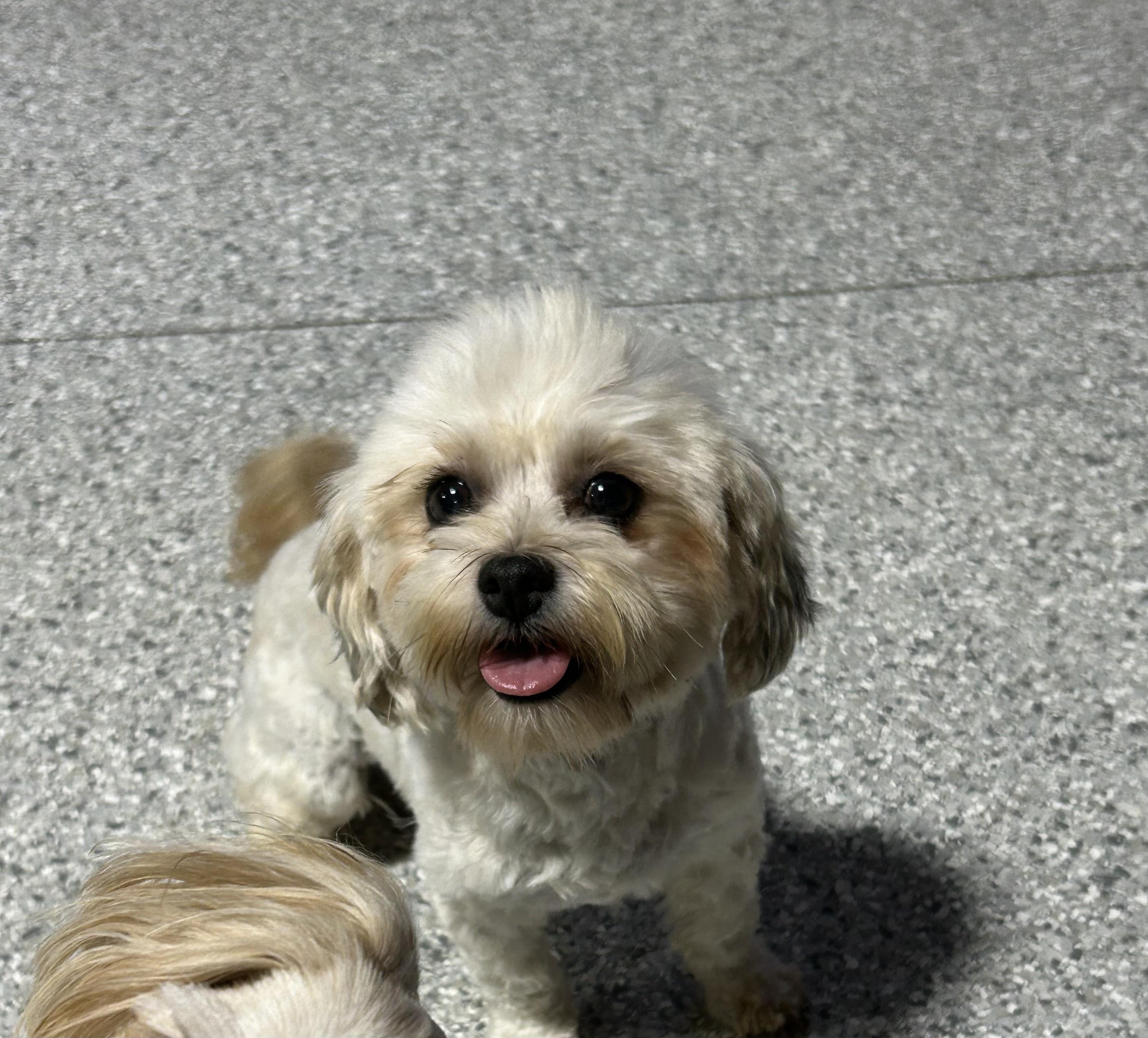 Monica. 9 lbs, Adoptable, Adult Female Lhasa Apso & Bichon Frise.